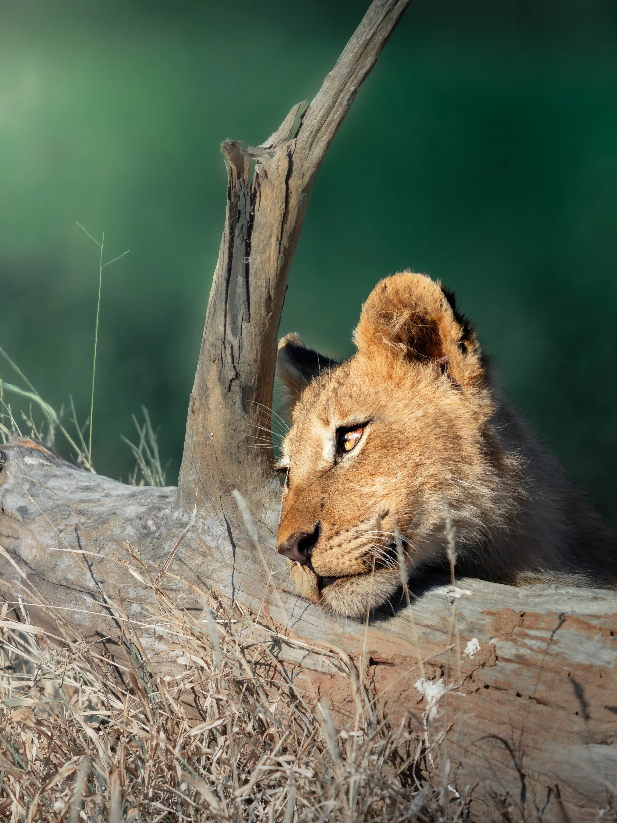 A lion lioness resting under a tree in a dry grassy landscape.