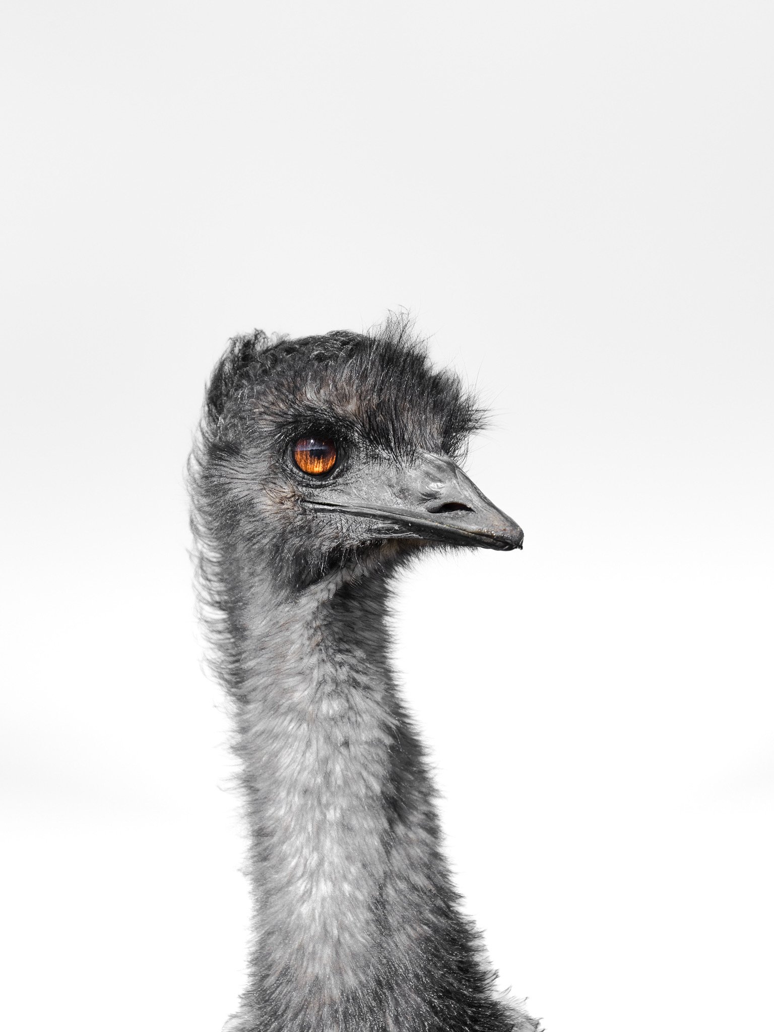 Close-up of a bird's head with black and white feathers, orange eye, and a long beak, against a plain white background.