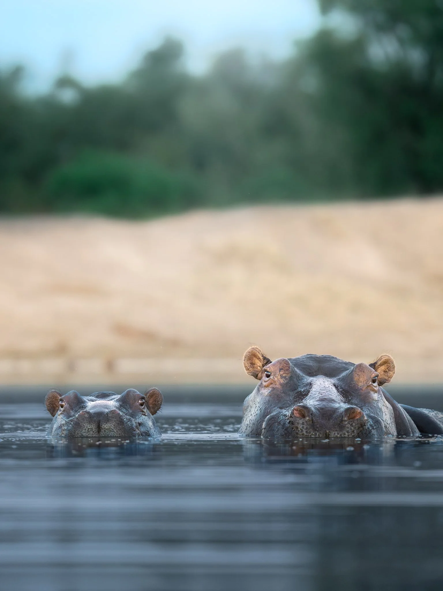 Two hippos partially submerged in water with a blurred green background.