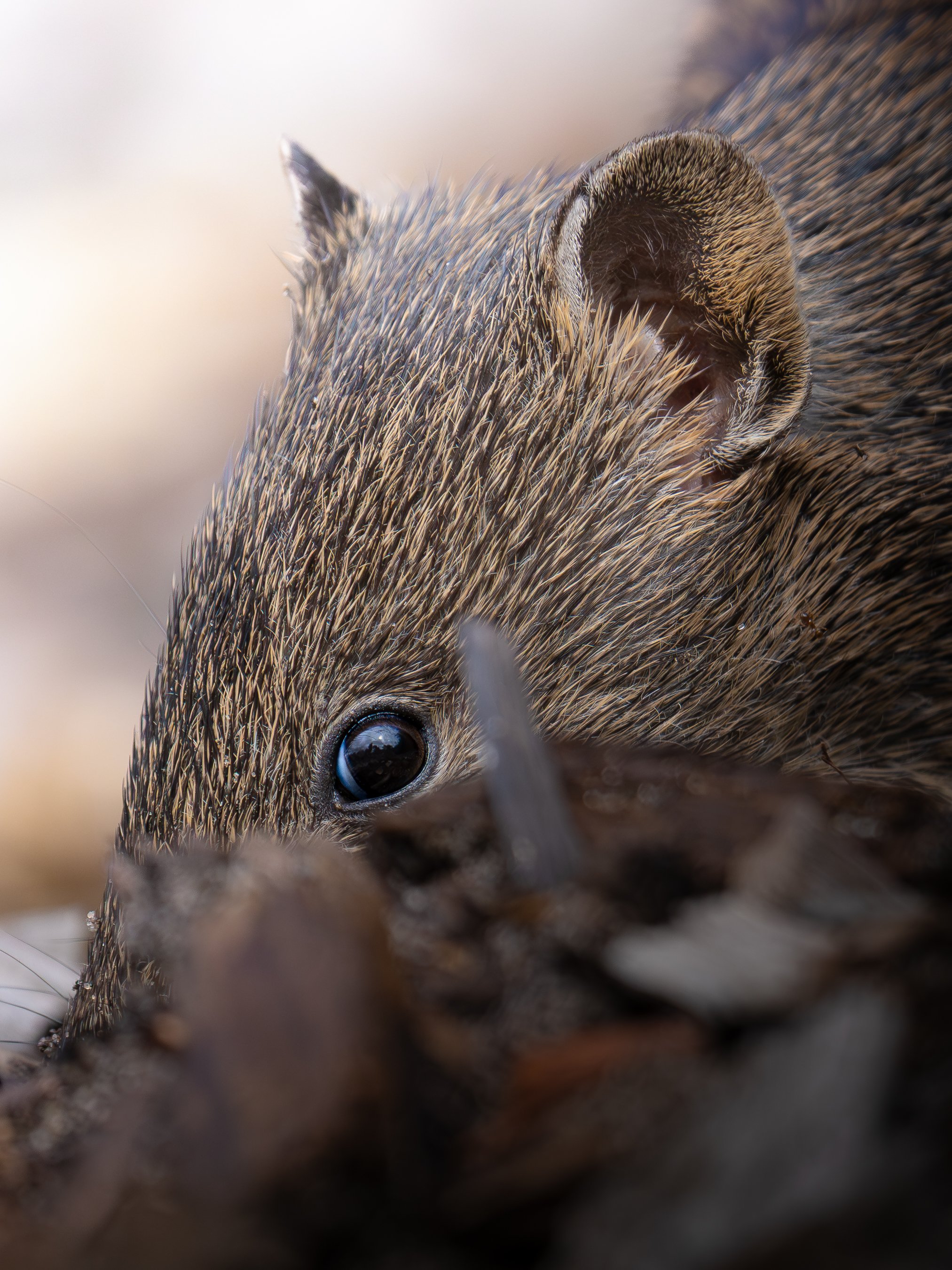Close-up of a guinea pig lying on the ground, showing its face and fur. The guinea pig has dark eyes and brown fur with lighter streaks.