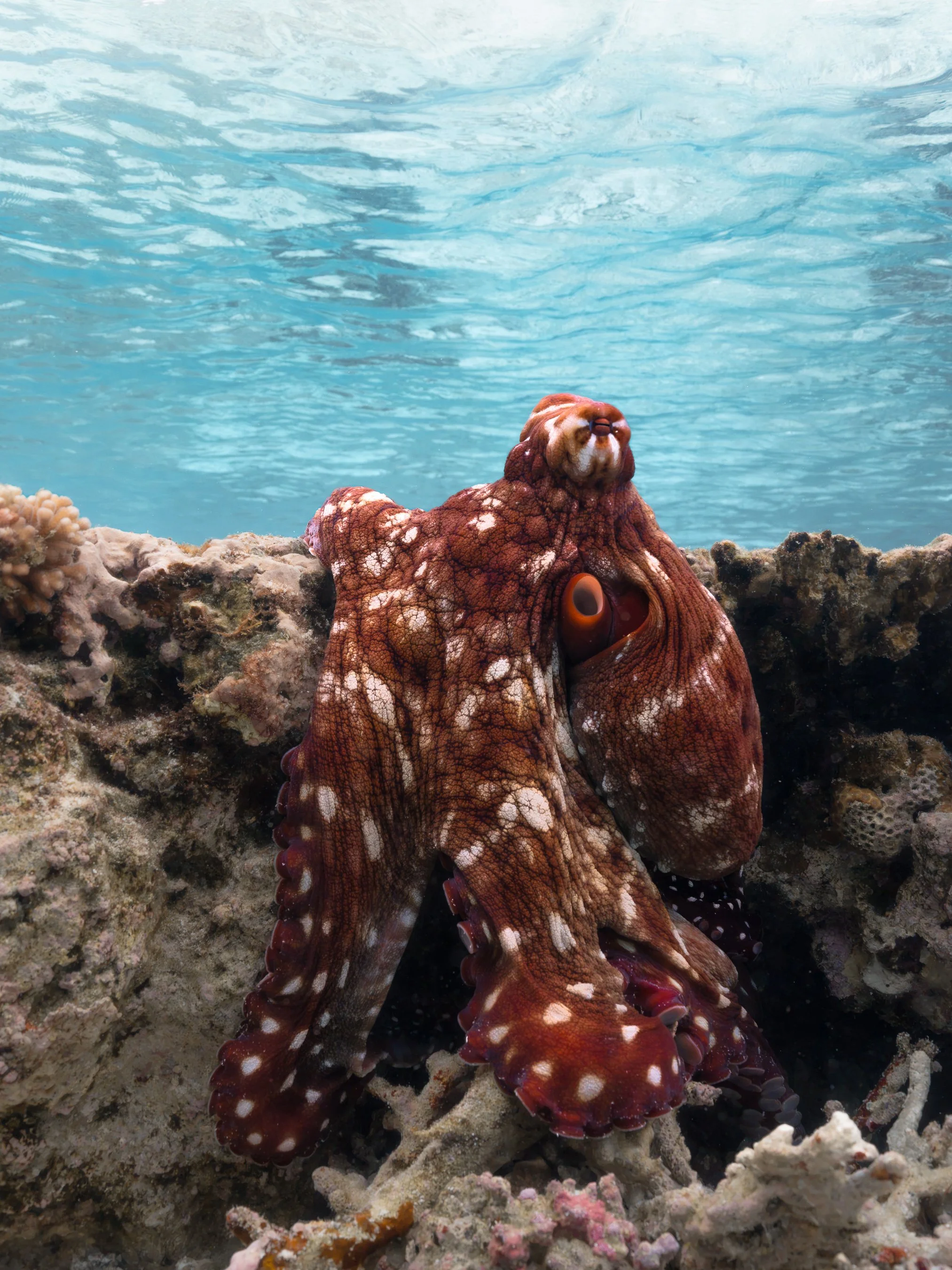 An octopus resting on coral underwater with clear blue water in the background.
