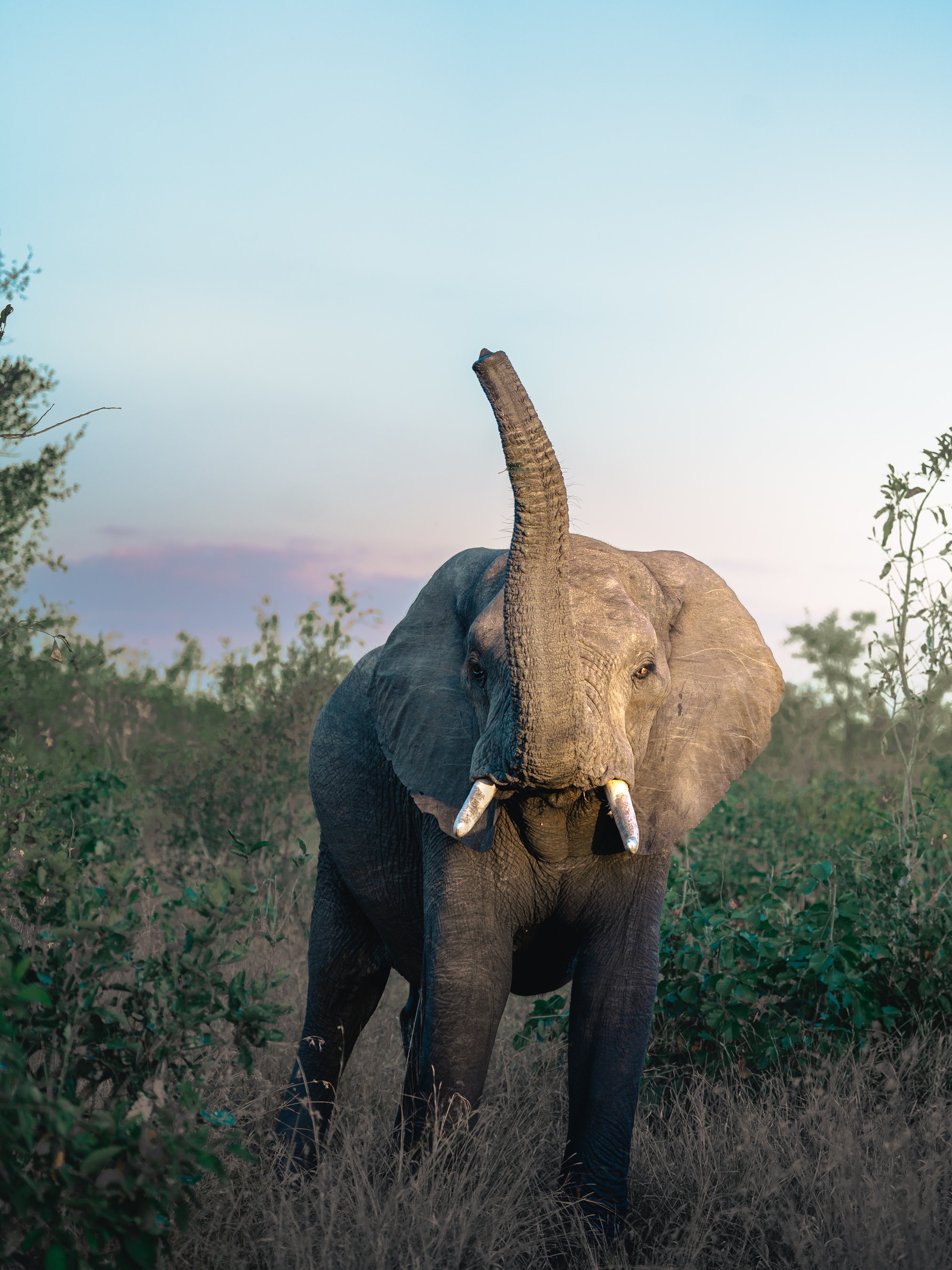 A photograph of a large adult elephant standing in a natural habitat with green bushes and trees under a clear sky.