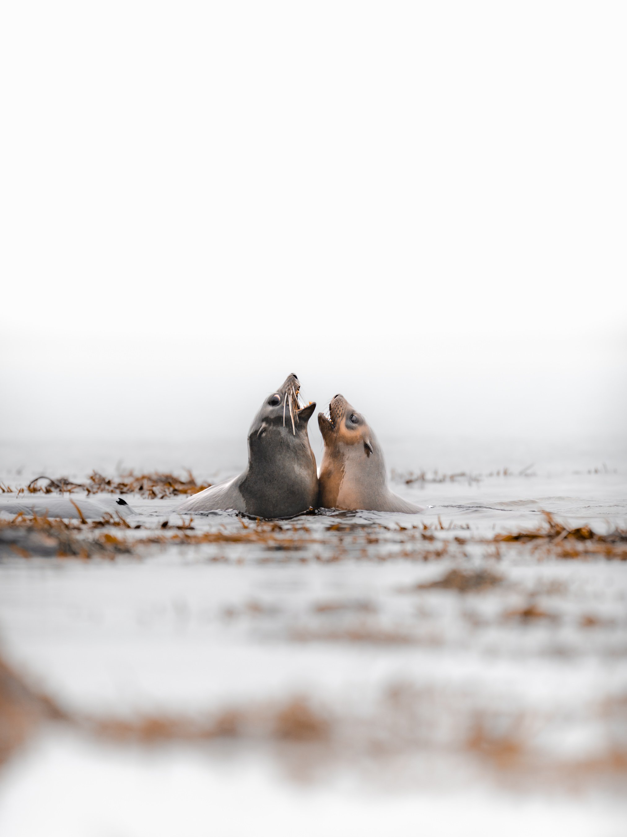 Two seals sitting on a sandy beach, facing each other with their mouths open, surrounded by dried leaves, overcast sky in the background.