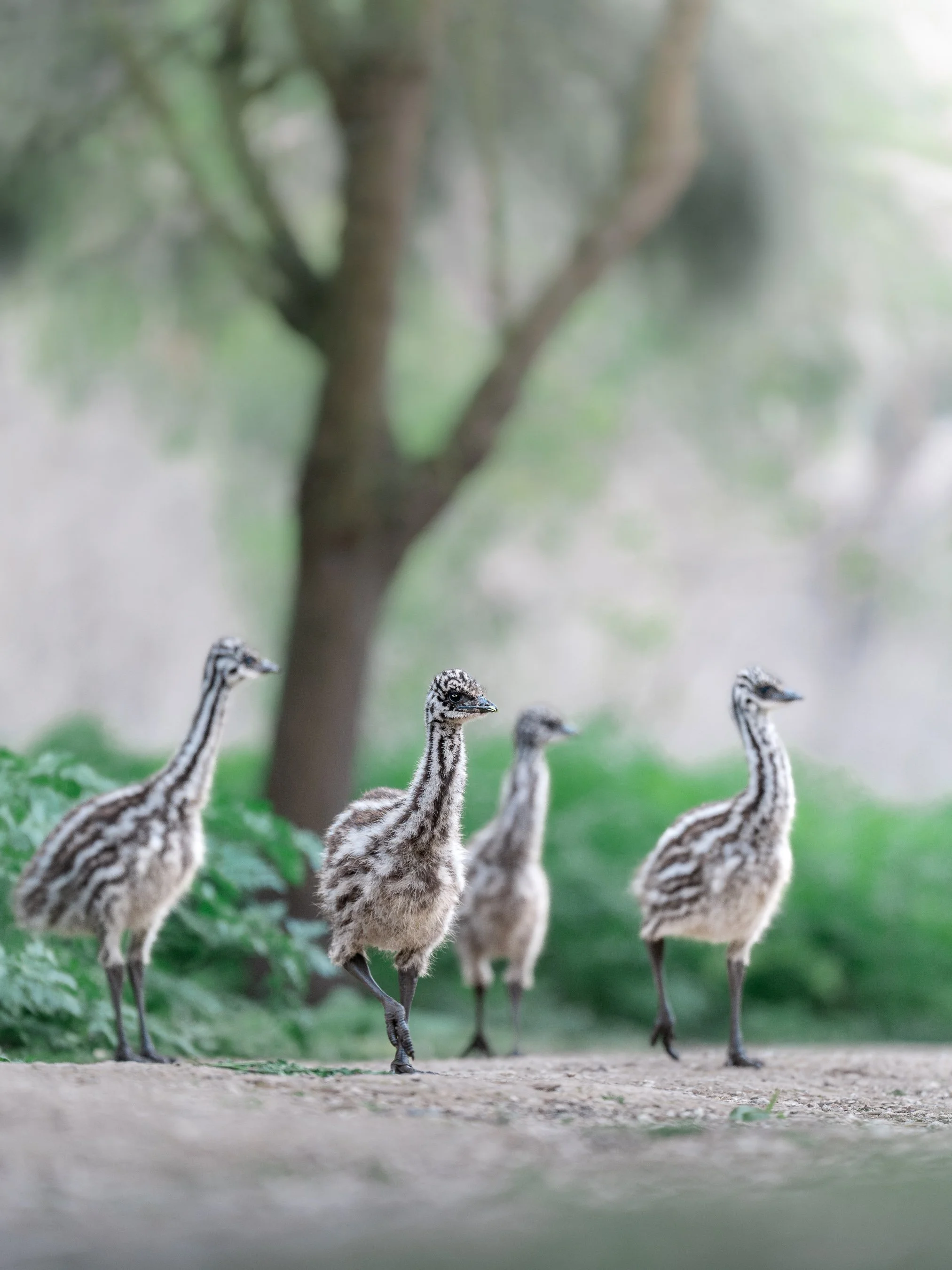 A group of young birds with striped brown and white feathers walking on a dirt path in a natural outdoor setting, with a blurred green background and a large tree.
