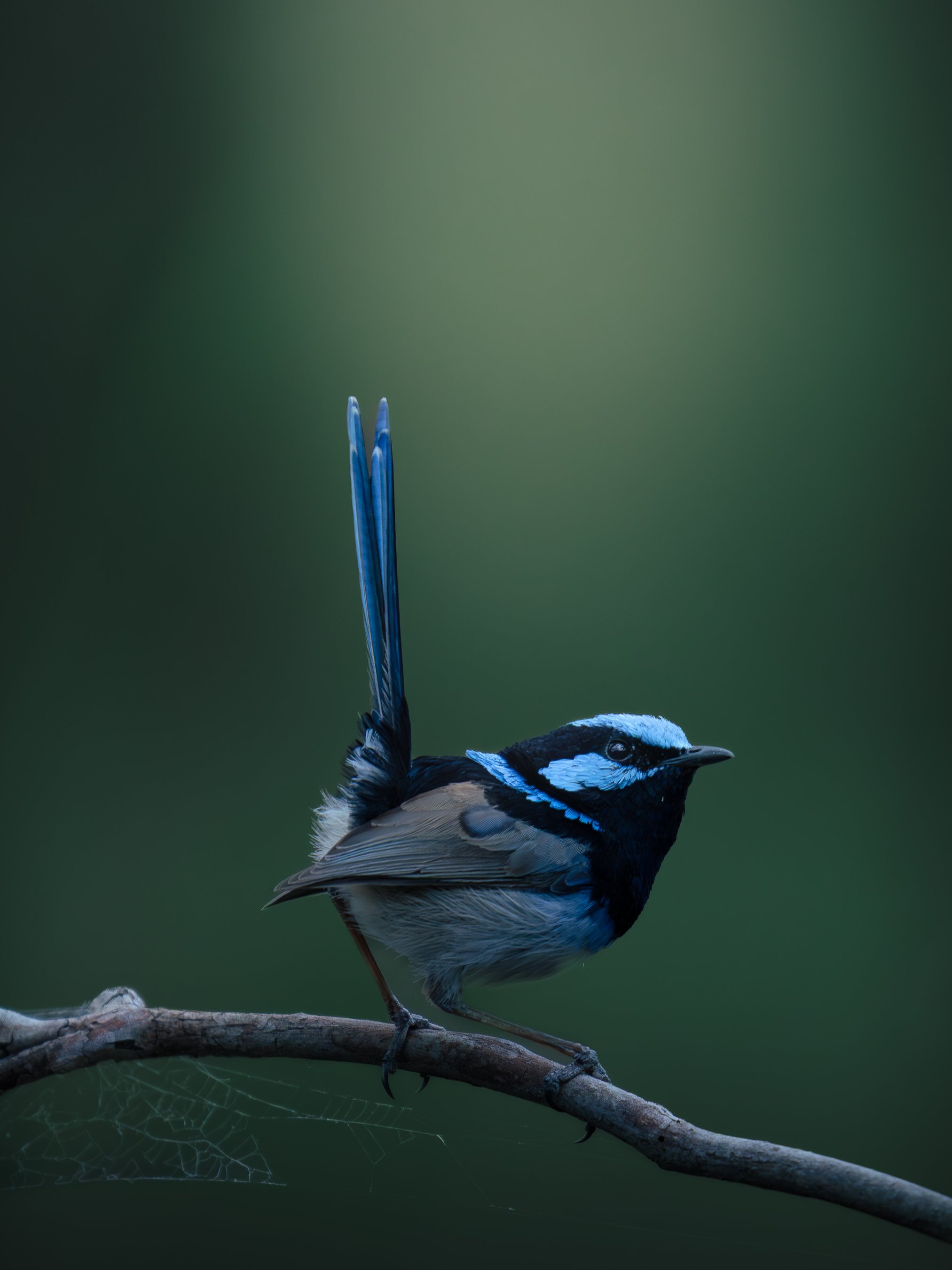 A blue and black bird perched on a branch with a spider web underneath, against a green blurred background.