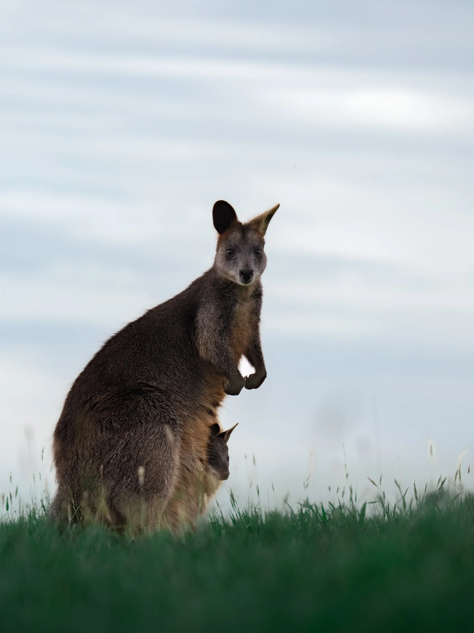A young wallaby standing upright on grass with a second wallaby partially visible behind it, under a cloudy sky.