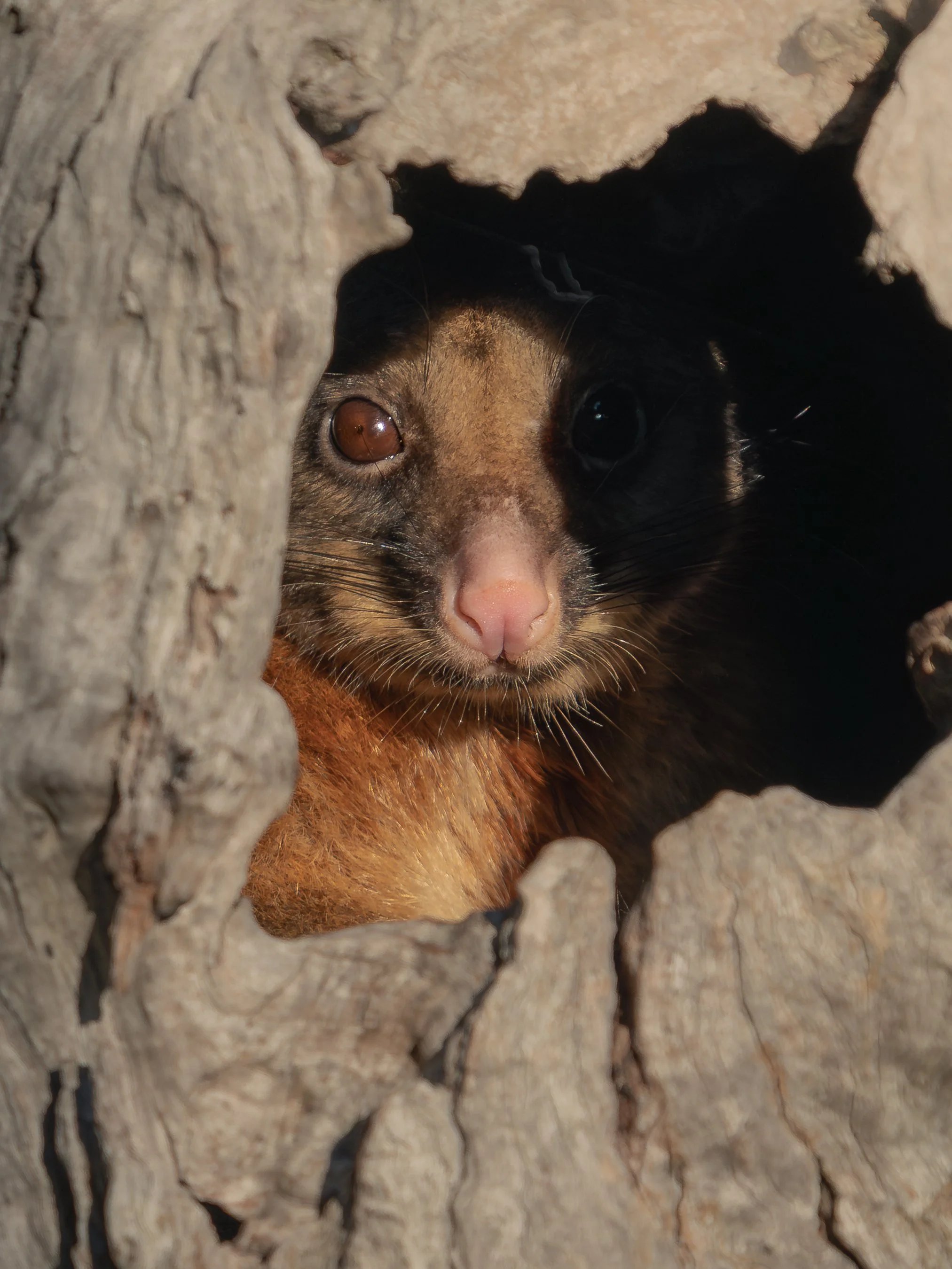 A cat with a pink nose and brown eyes peeking out from a hole in a large piece of weathered, textured wood.