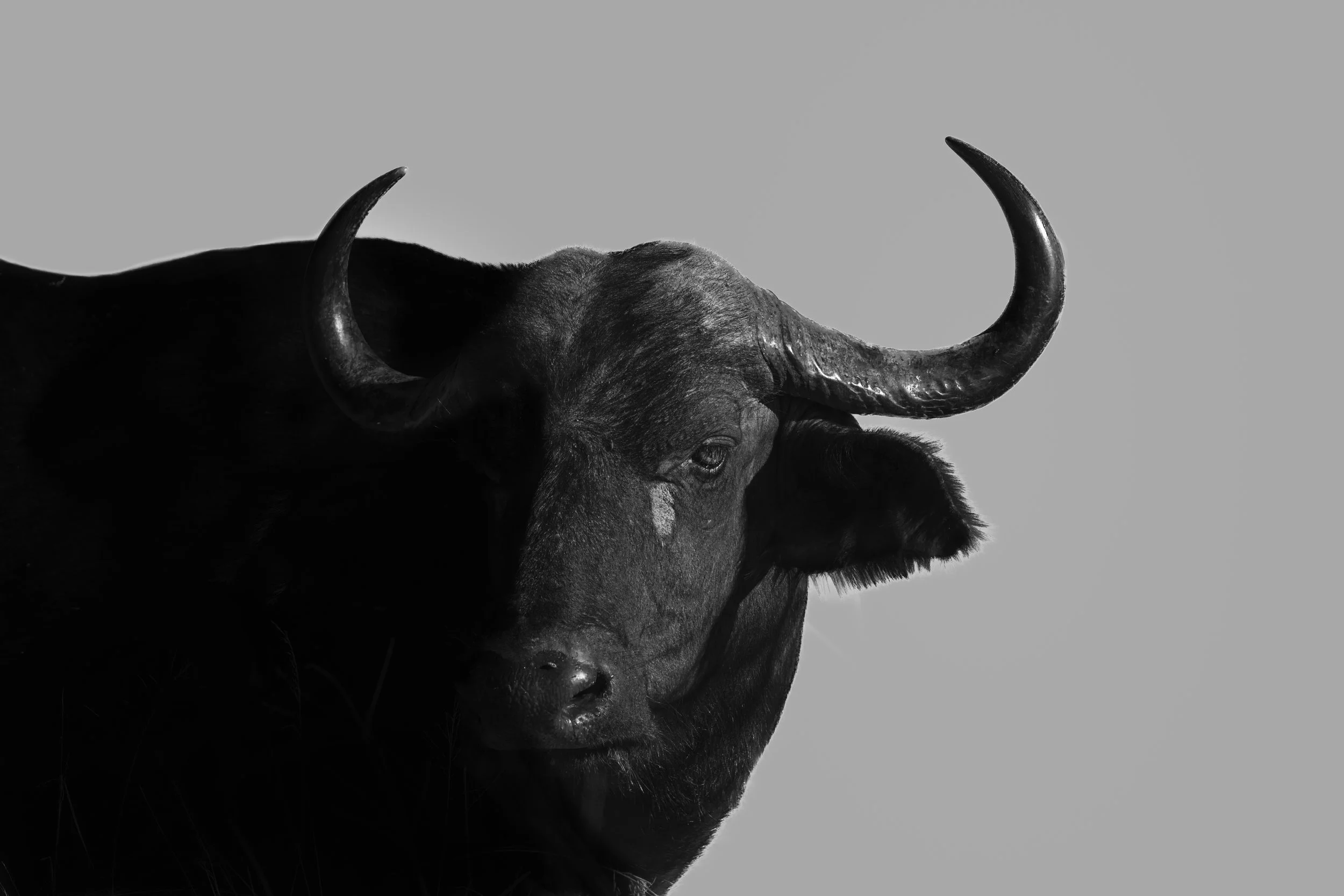 A black and white photograph of a buffalo with large curved horns against a plain background.