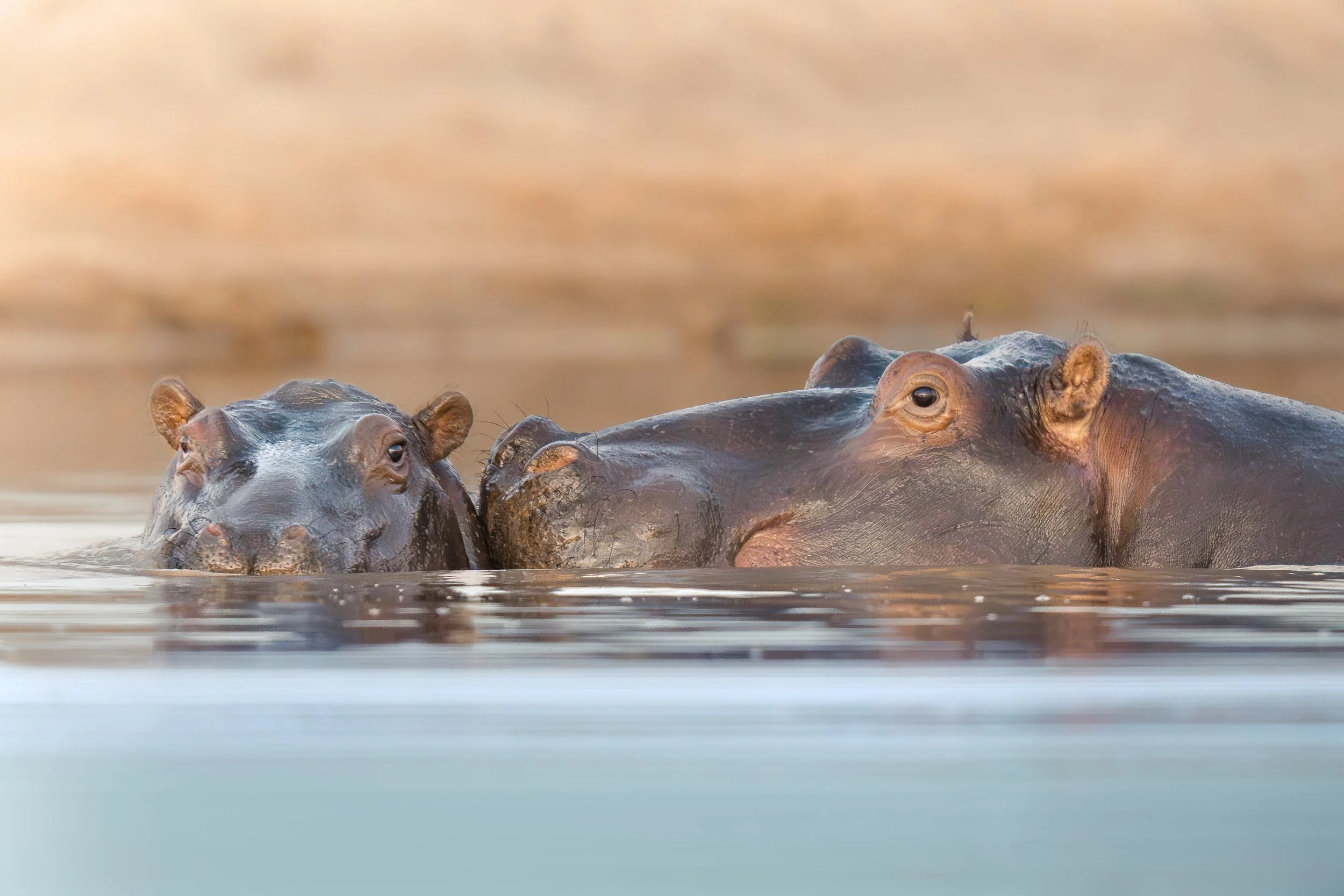 Two hippopotamuses partially submerged in water, facing each other.