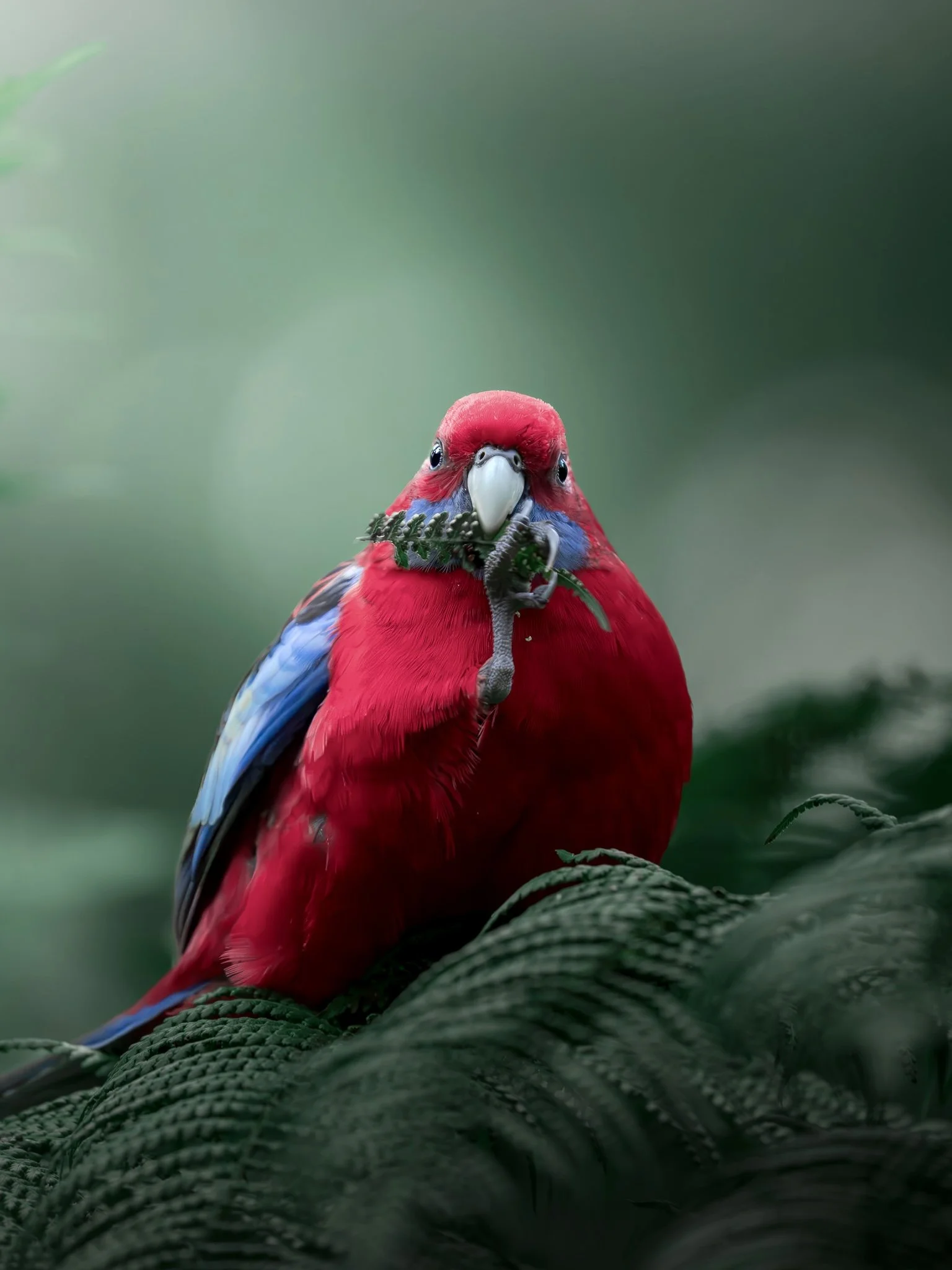 A colorful bird with red, blue, and purple feathers perched on a dark green textured tree branch, holding a small green plant in its beak, against a soft green blurred background.