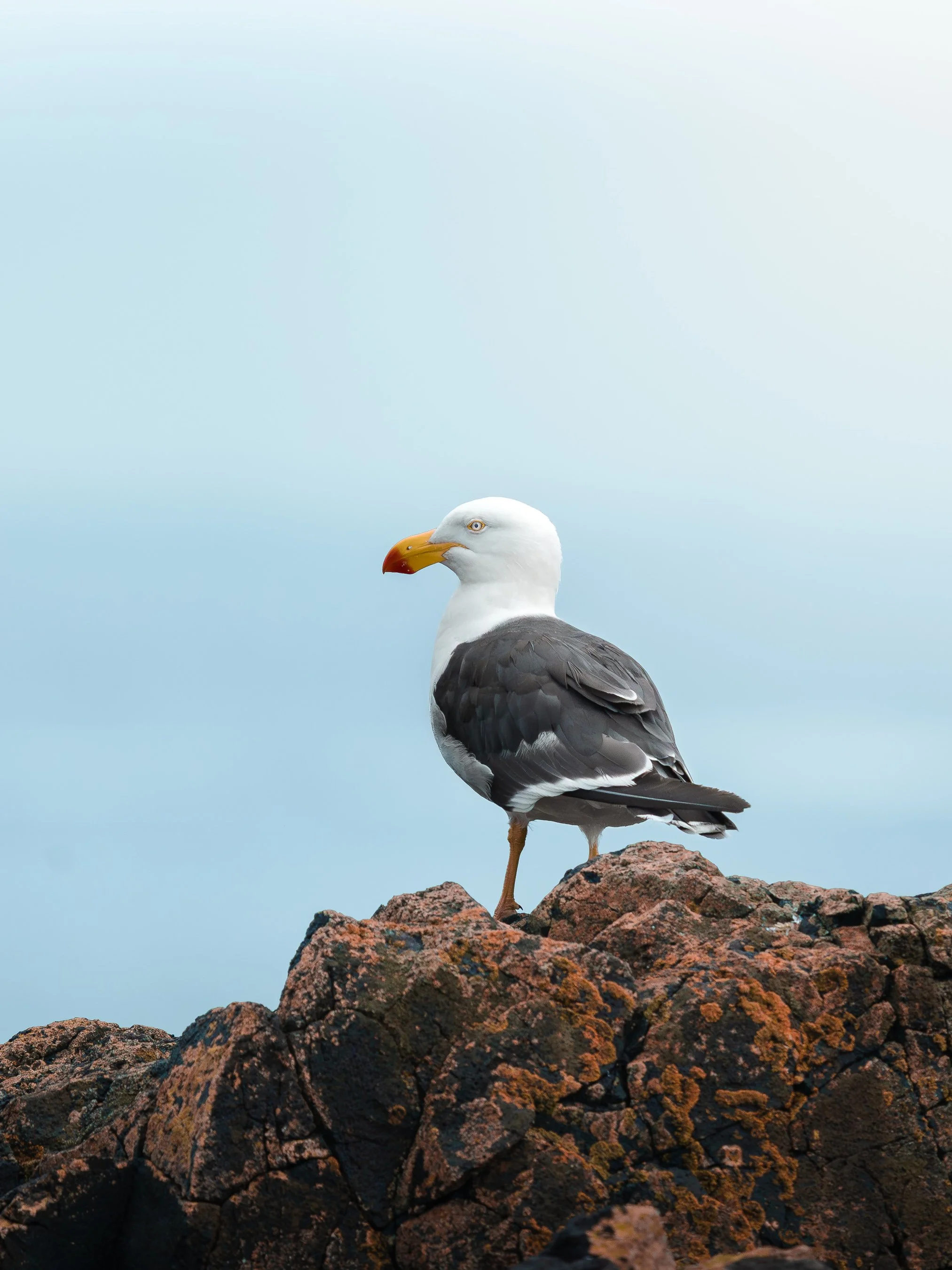 Pacific Gull