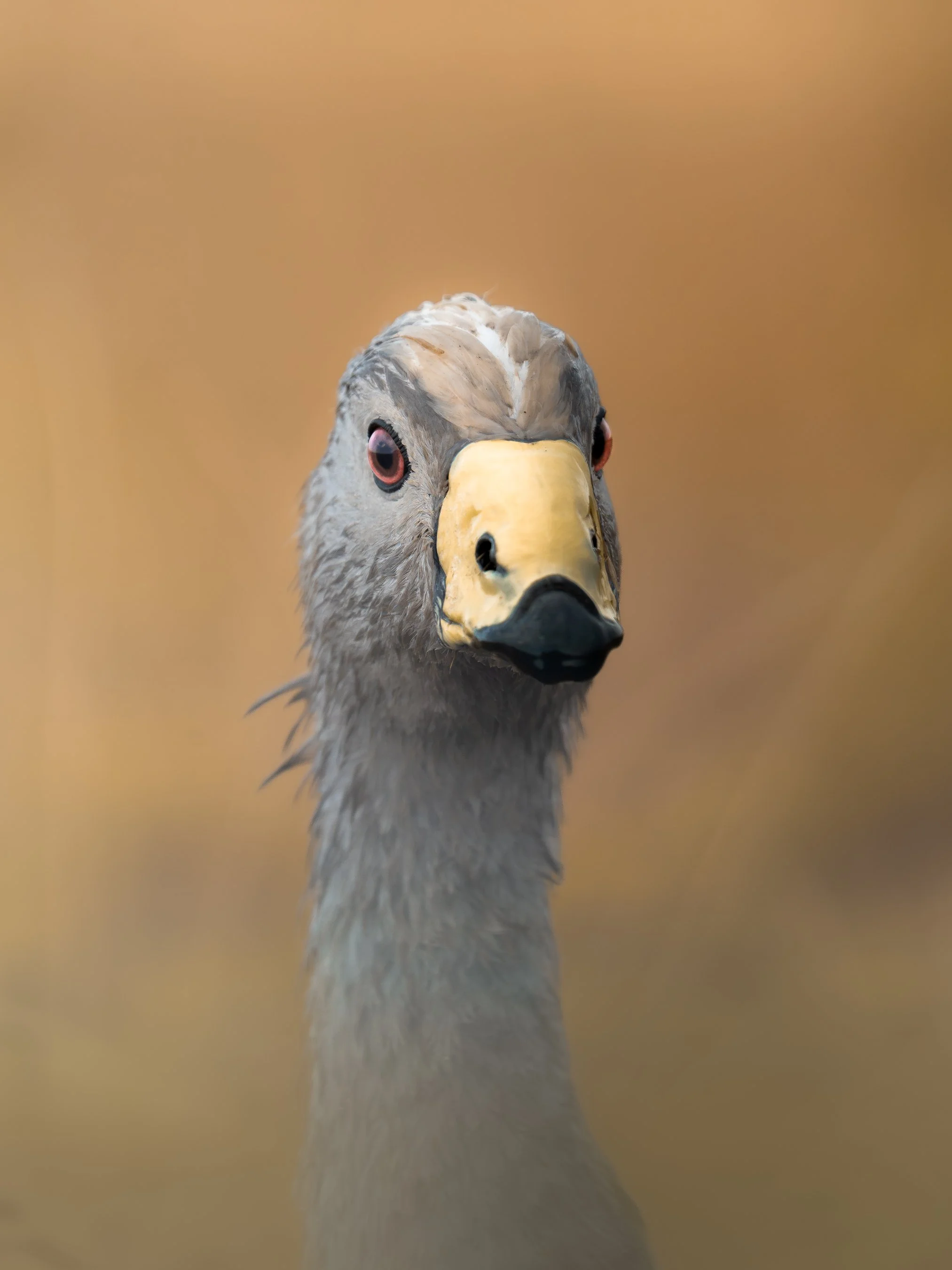 Close-up of a bird's face with a beak, red eye, and light gray feathers, against a blurred brown background.