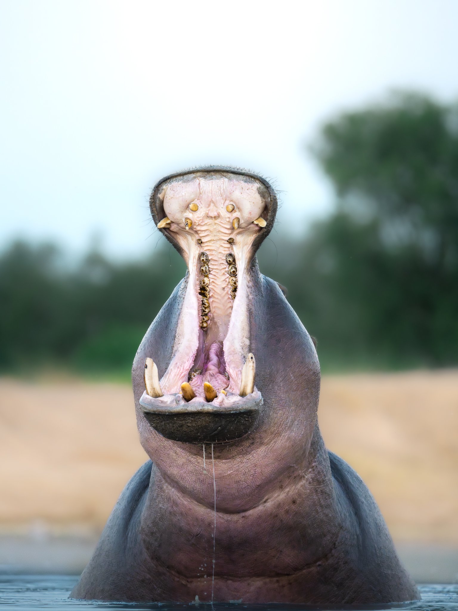Hippo with its mouth wide open, showing large teeth and tongue, water at the bottom, and trees blurred in the background.