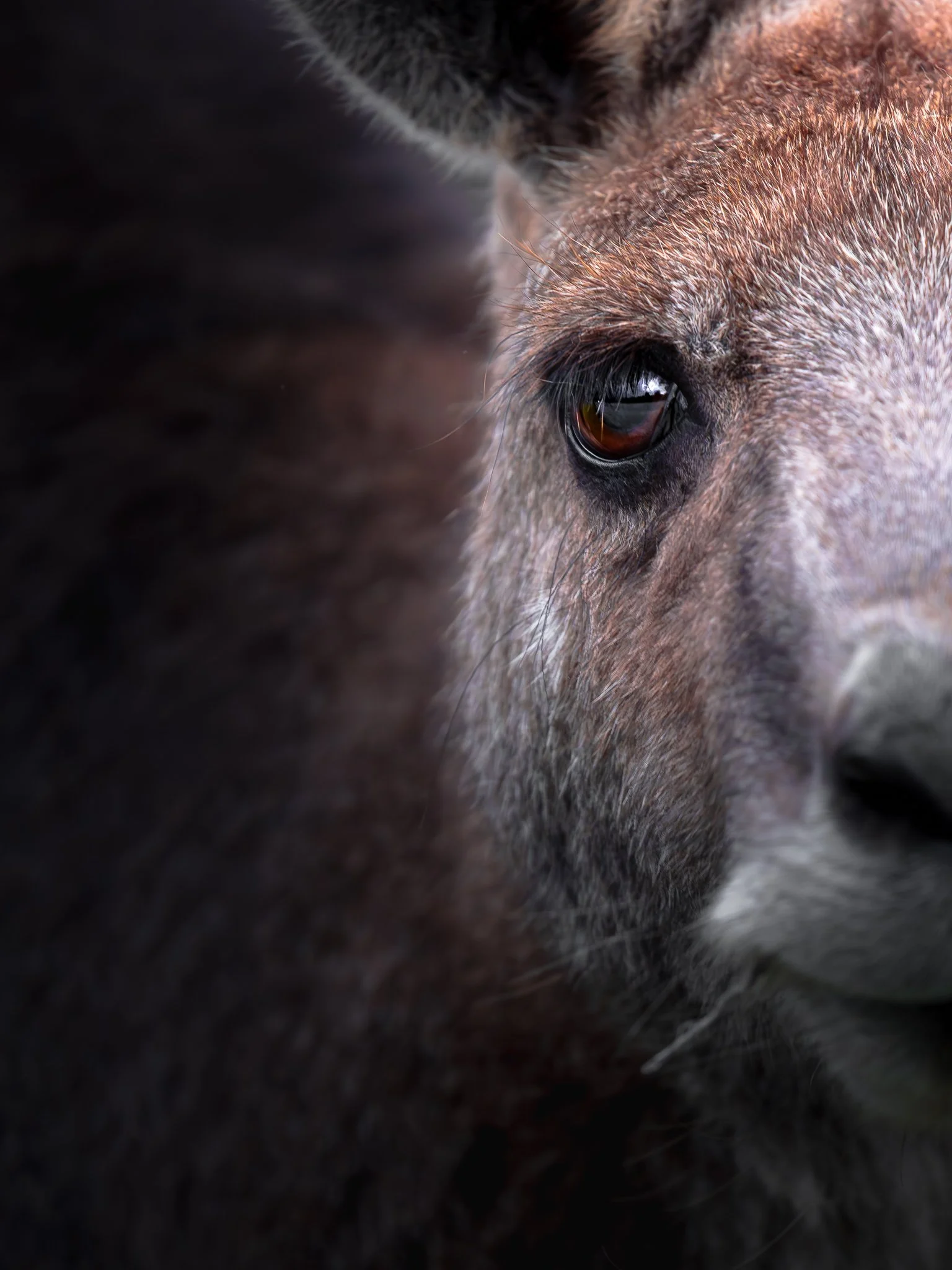 Close-up of a horse's face, showing one eye, with black, brown, and gray fur.