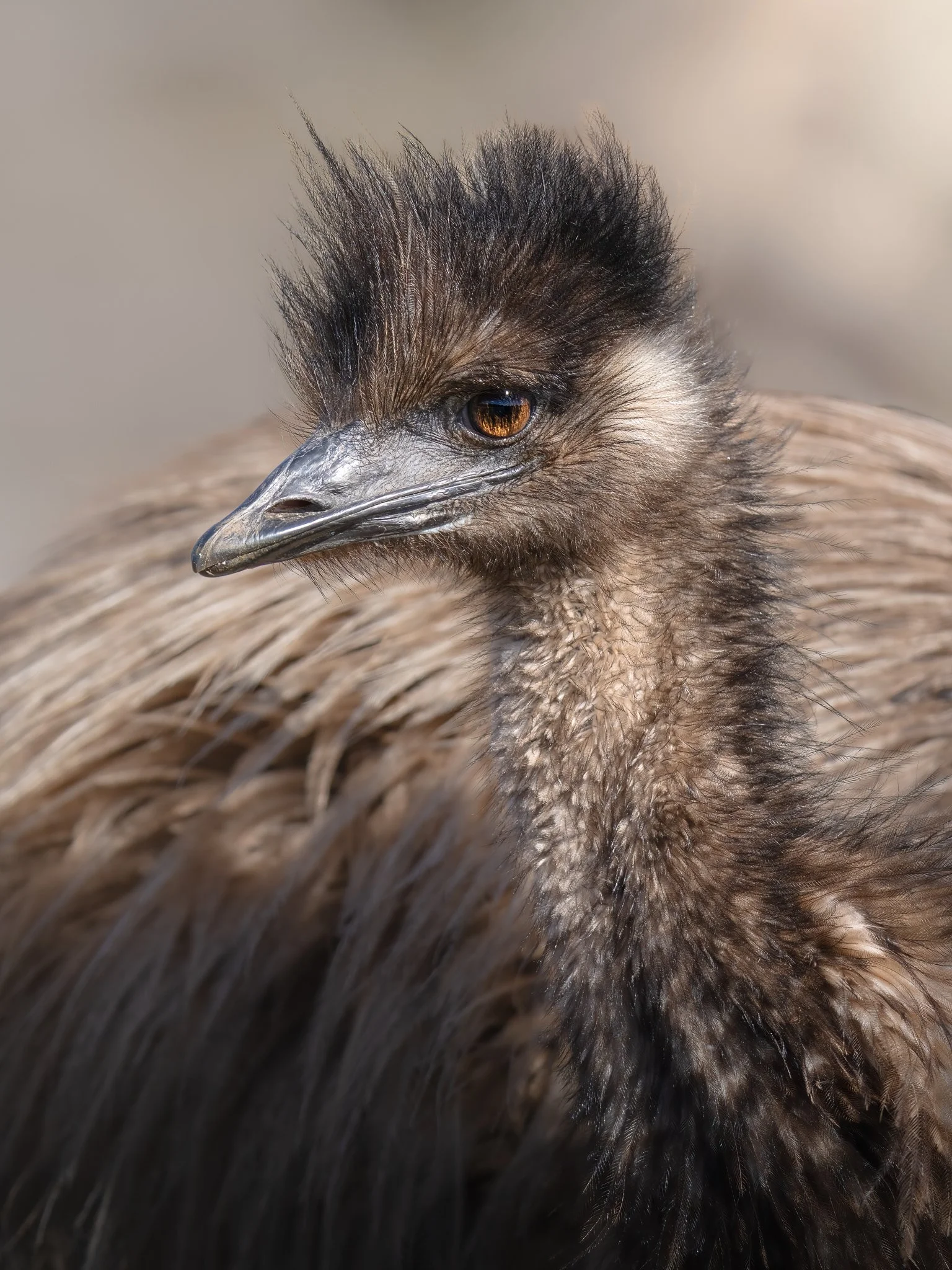 Close-up of a bird's head with brown eyes, black and brown feathers, and a feather crest on top.