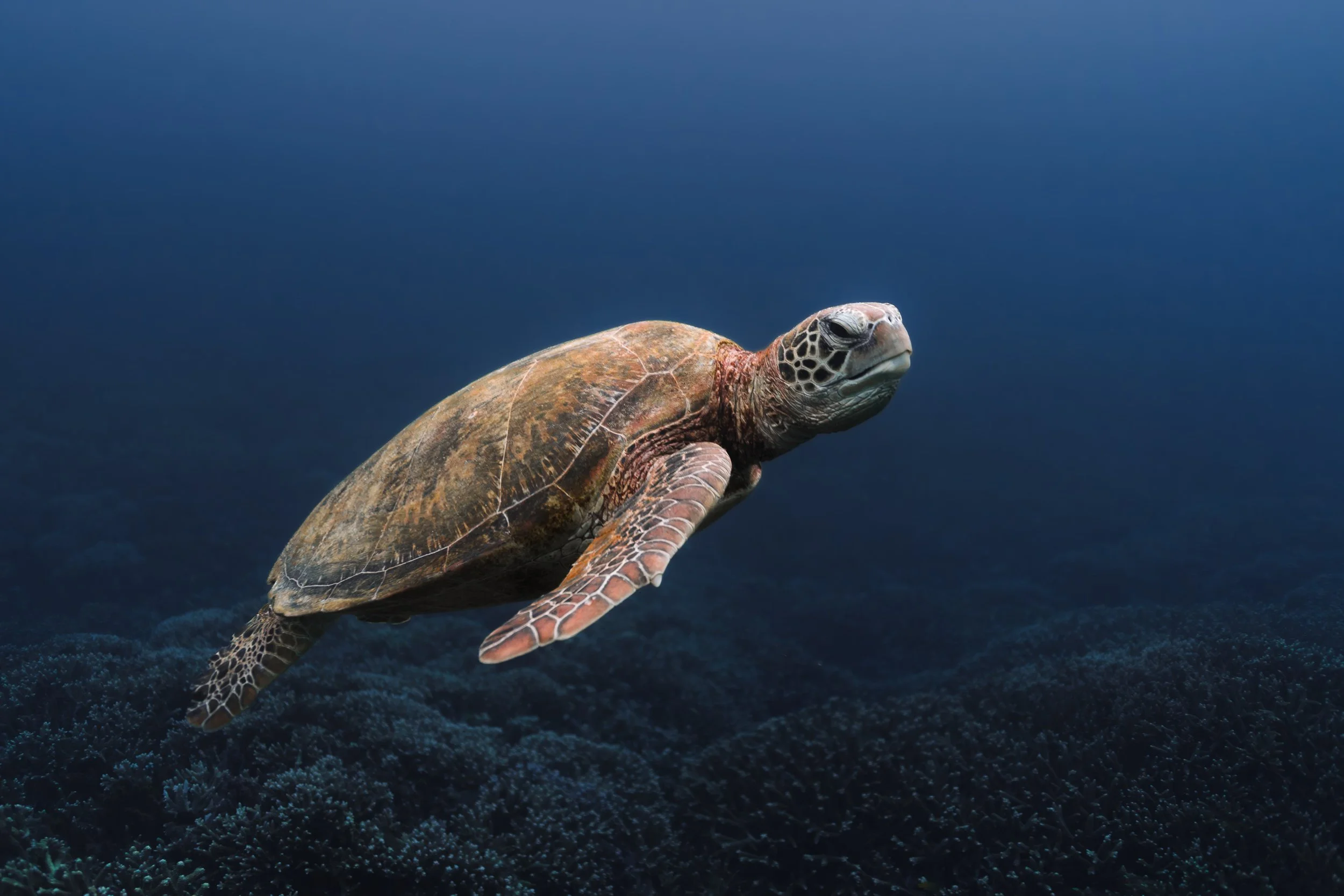 A sea turtle swimming above a dark coral reef underwater.