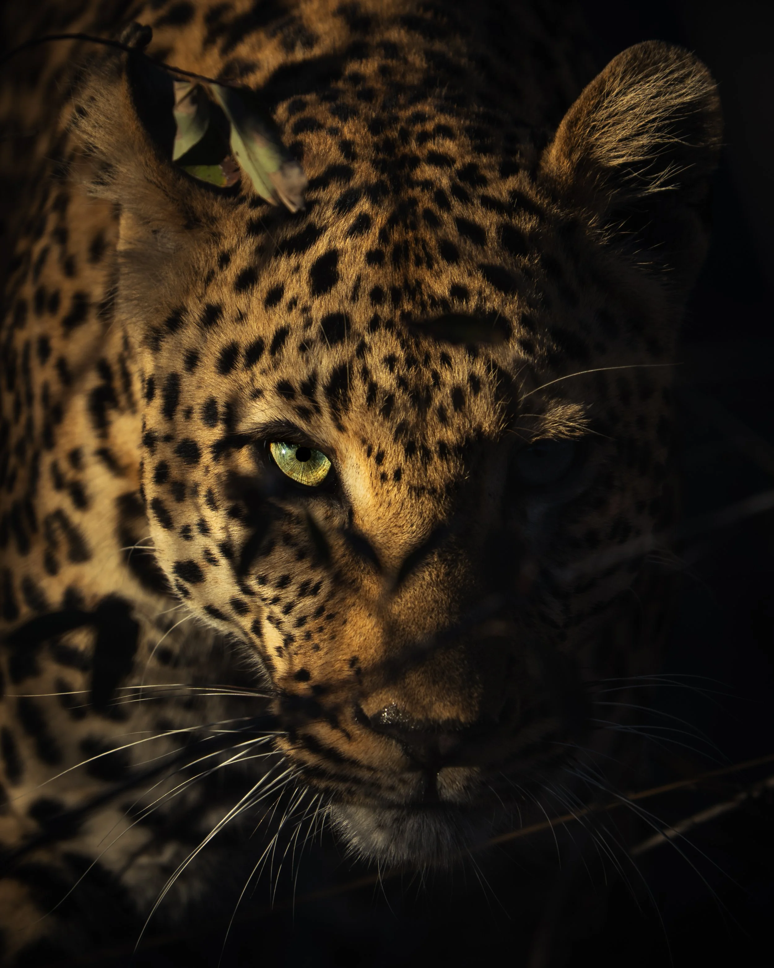 Close-up of a leopard's face, highlighting its bright yellow-green eyes, spotted fur, and whiskers, with a dark background.