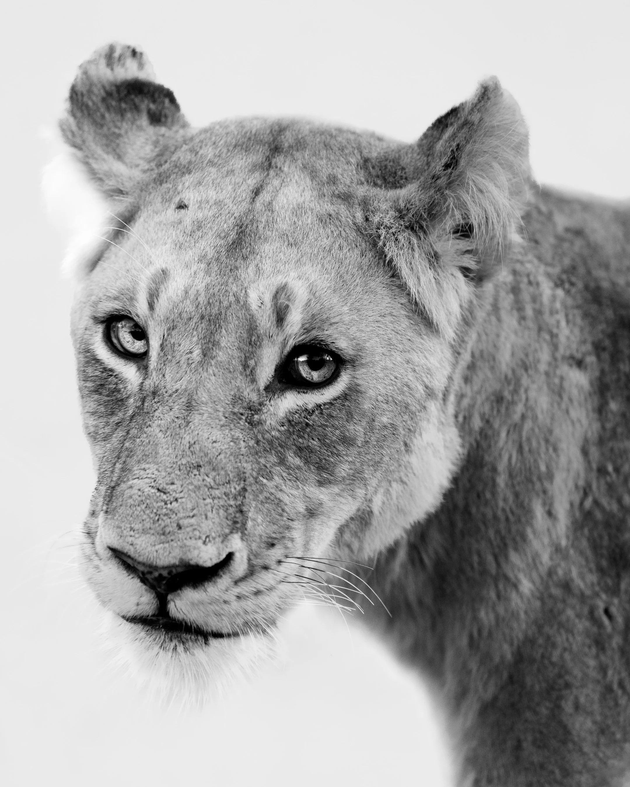 Close-up of a lioness with piercing eyes, shown in black and white, with a focus on her face and part of her body visible.