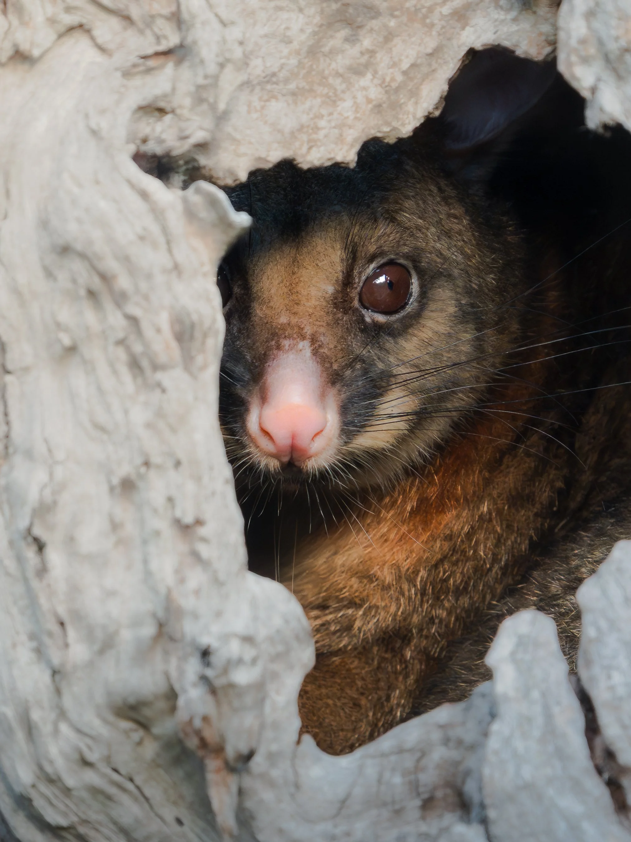 A close-up of a cat peeking through a hole in a piece of wood, with its face partially visible and looking directly at the camera.