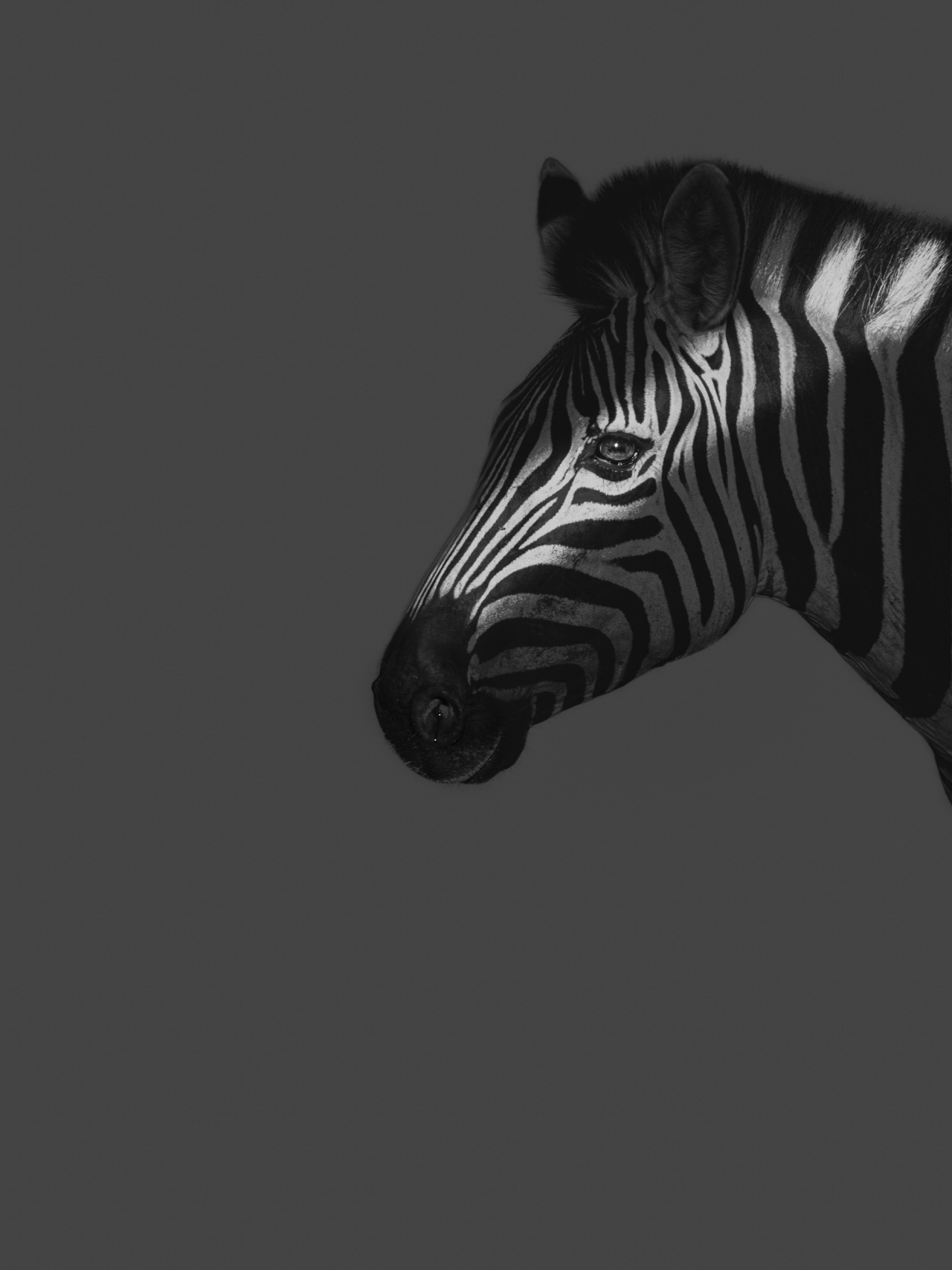 Black and white photo of a zebra's head with a cat resting on its back, both in profile.