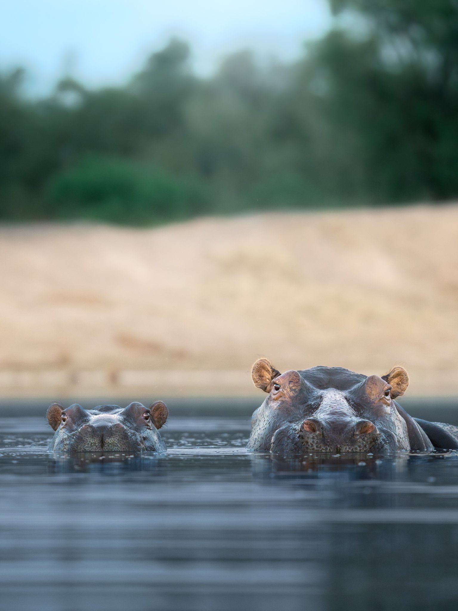 Two adult hippopotamuses partially submerged in water with their heads visible, with a blurred background of trees and sky.