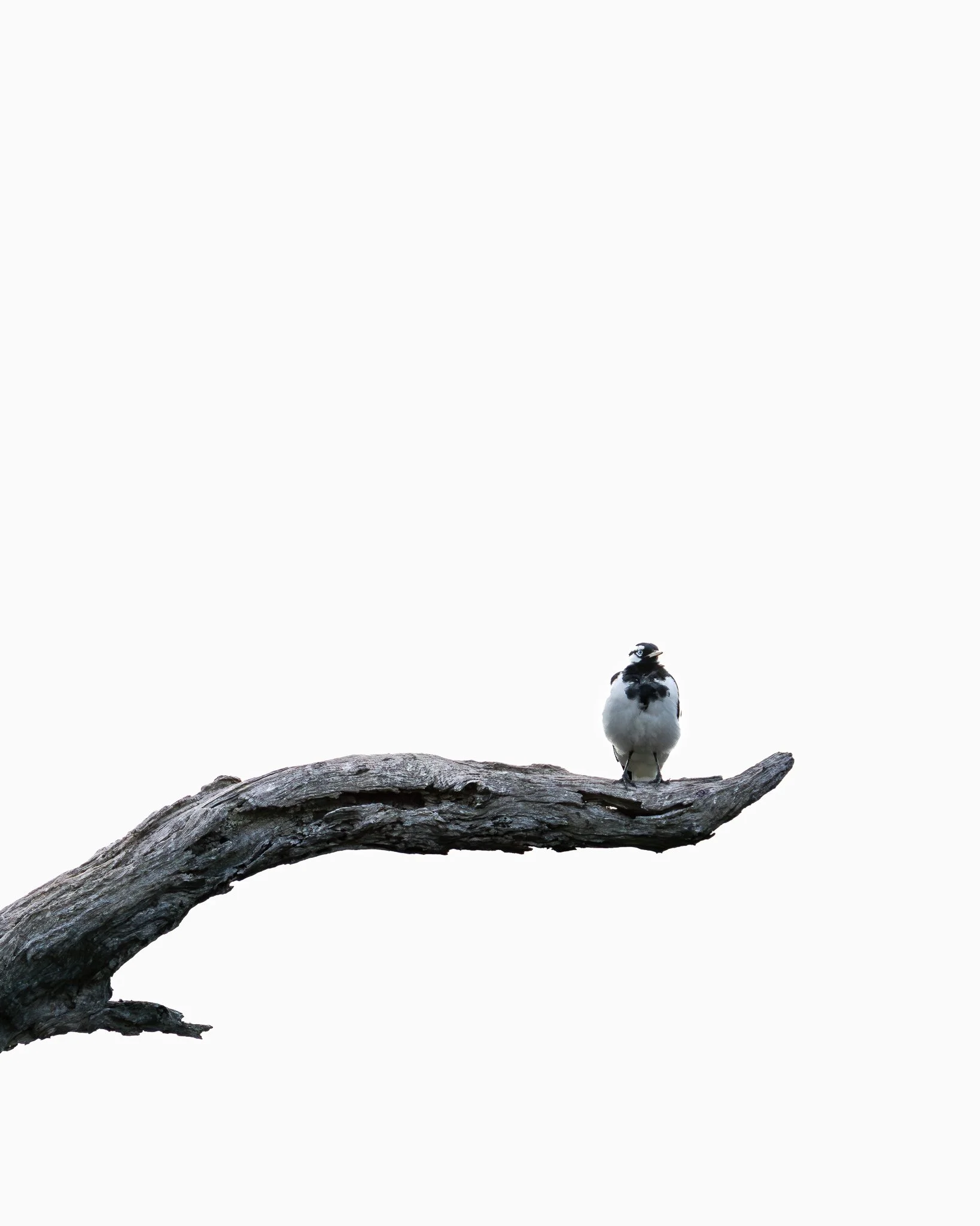 A bird standing on a large, weathered tree branch against a white sky.