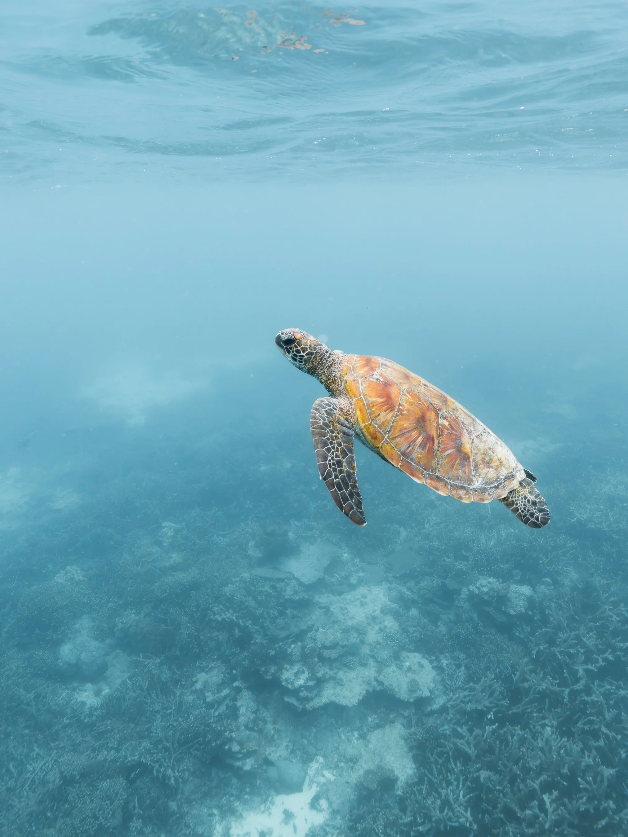 A sea turtle swimming in clear blue ocean water above a vibrant coral reef.