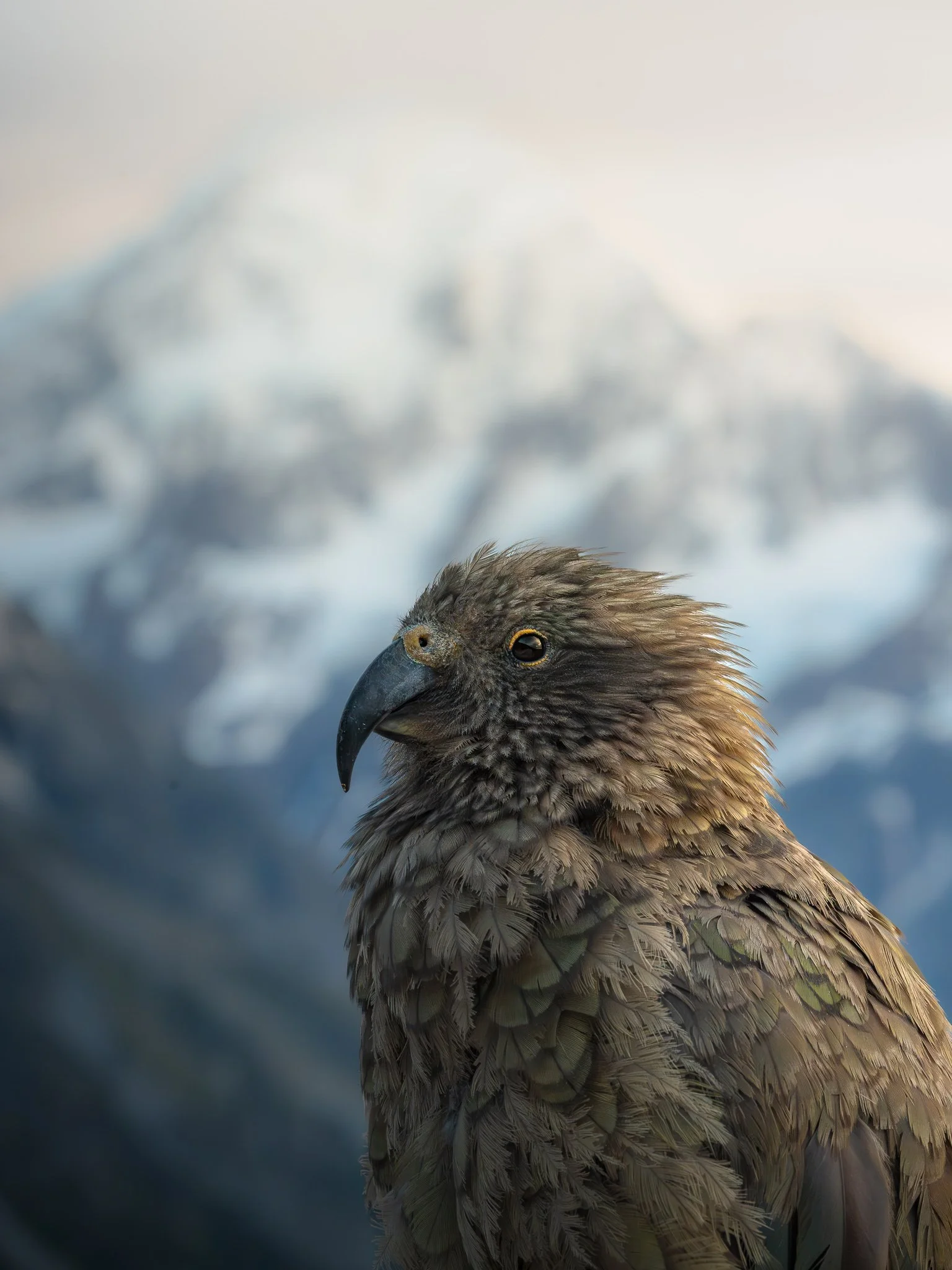 Close-up of a bird with brown and gray feathers against a blurry blue and white background.