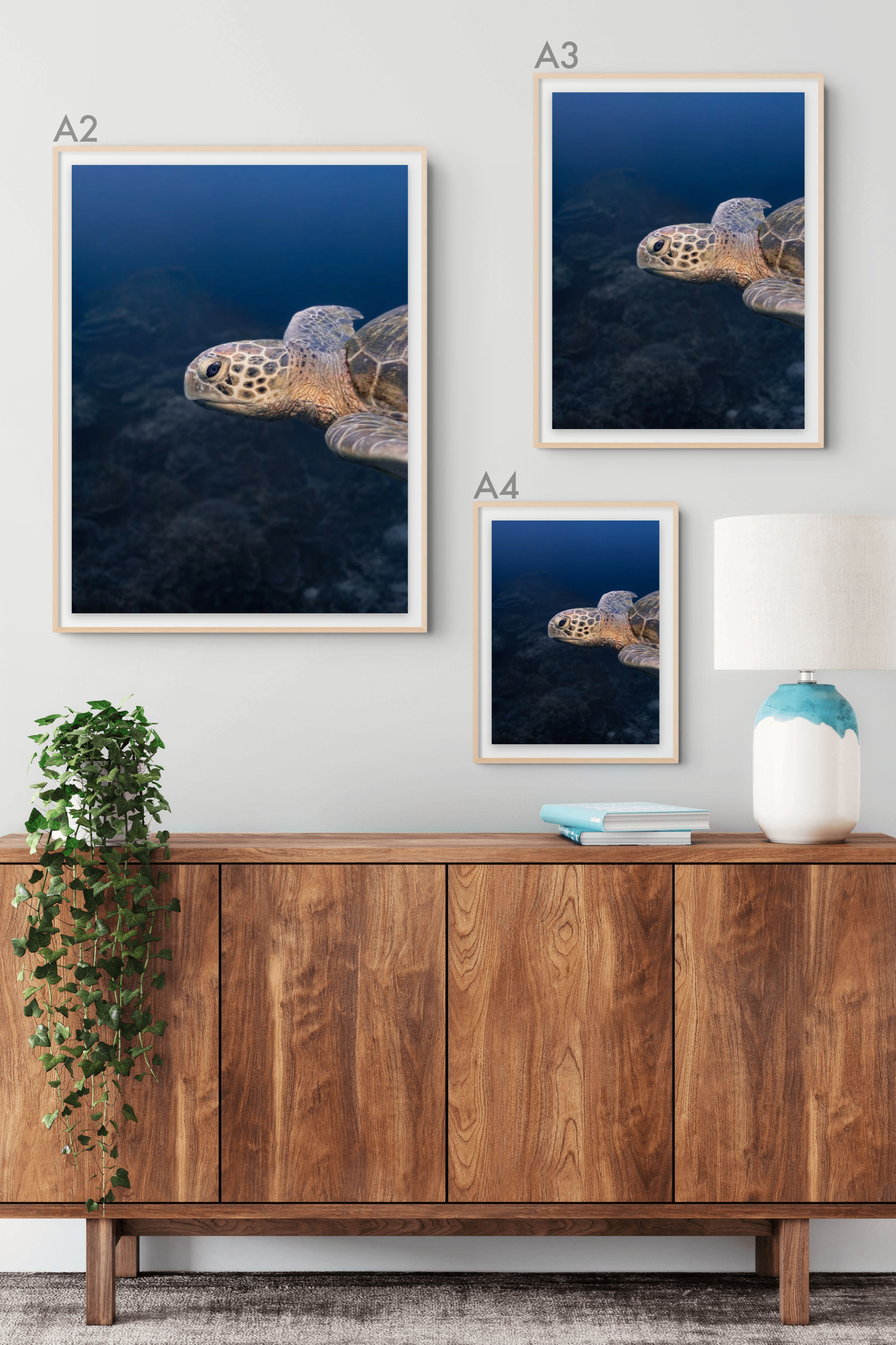 Turtle Portrait.png
