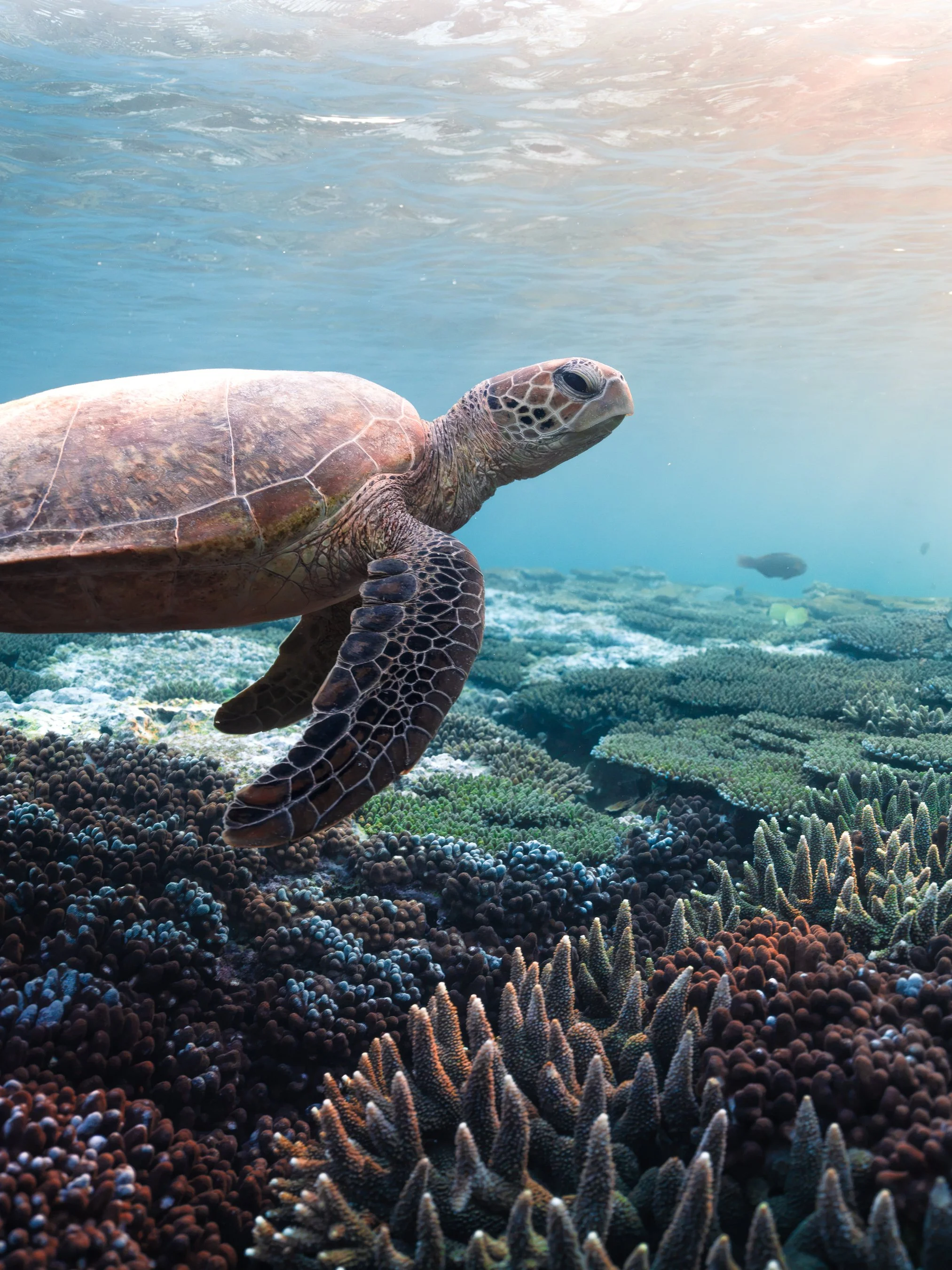 A sea turtle swimming above a colorful coral reef.
