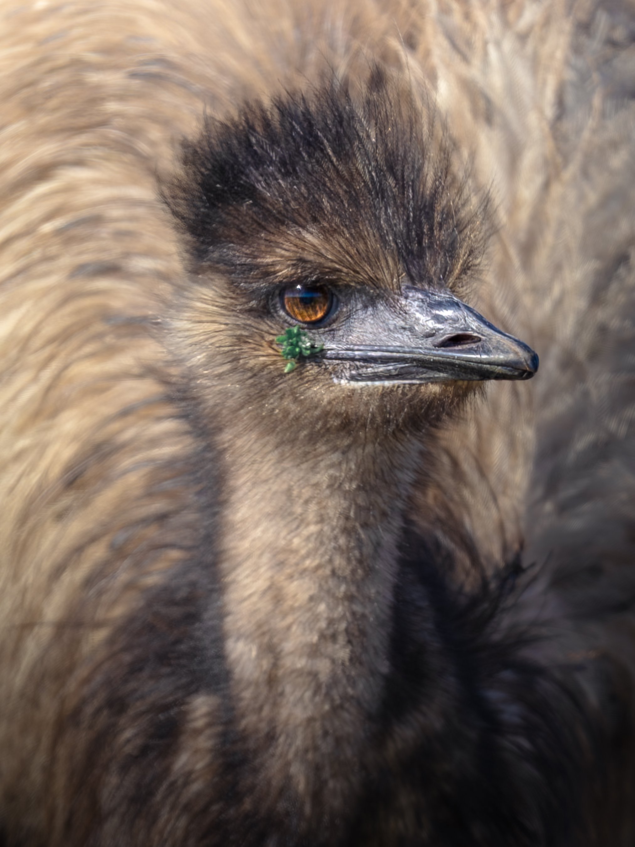 Close-up of a bird's head, showing brown and black feathered face, orange eye, and a small green plant near the beak.