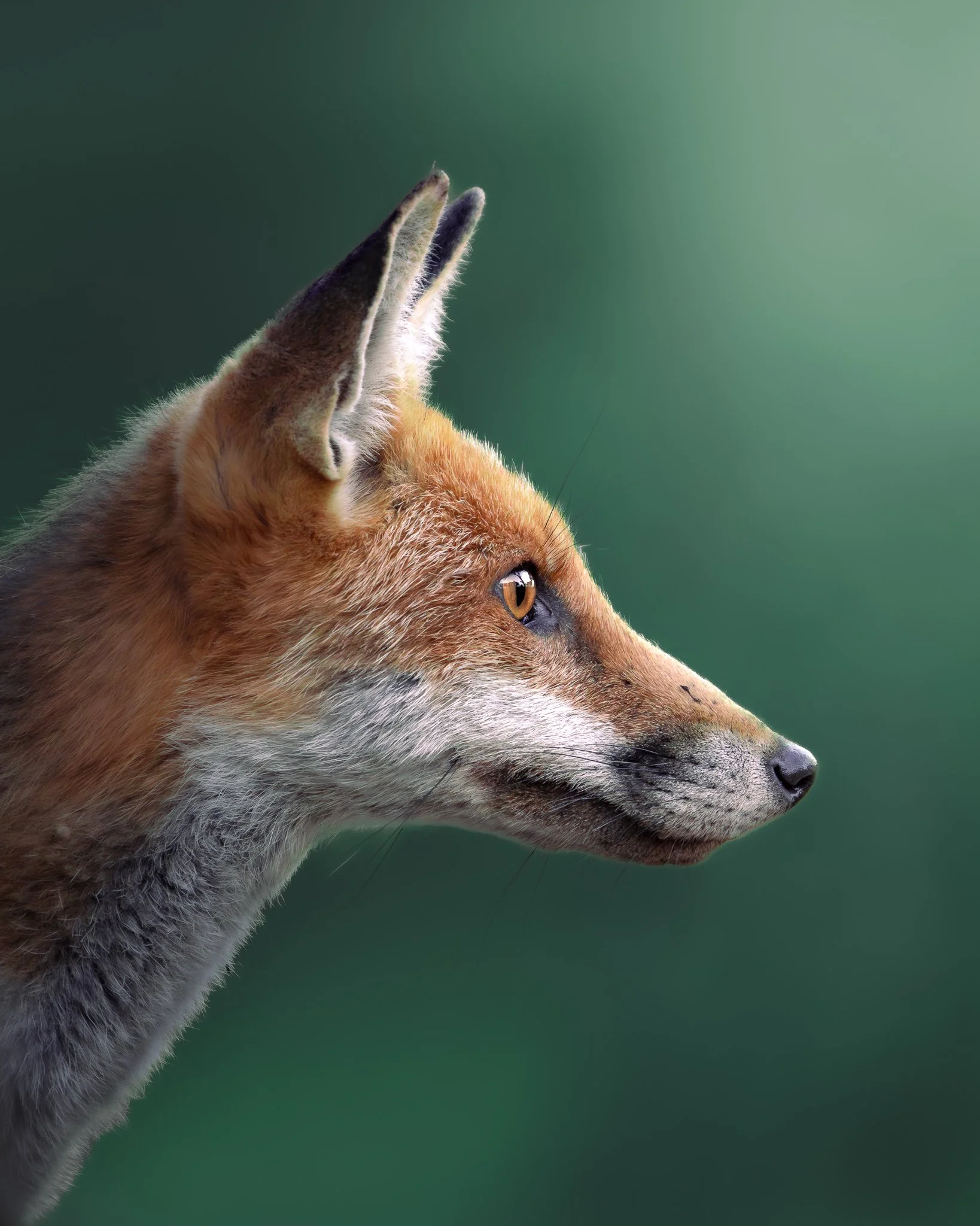 Close-up of a fox's head in profile, showing its ears, eye, and snout against a blurred green background.
