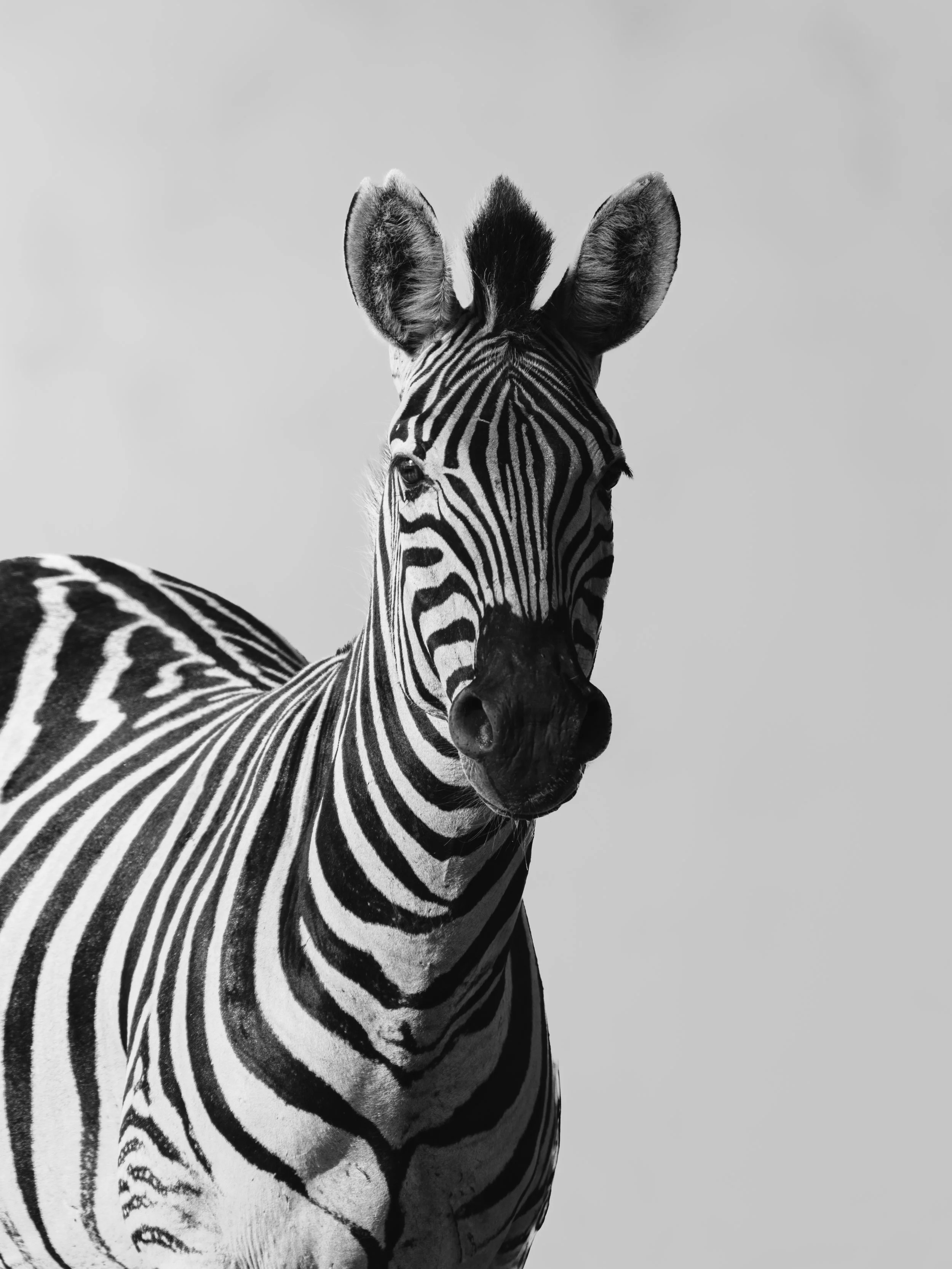 Black and white photograph of a zebra with striking striped pattern, looking directly at the camera, against a clear sky background.