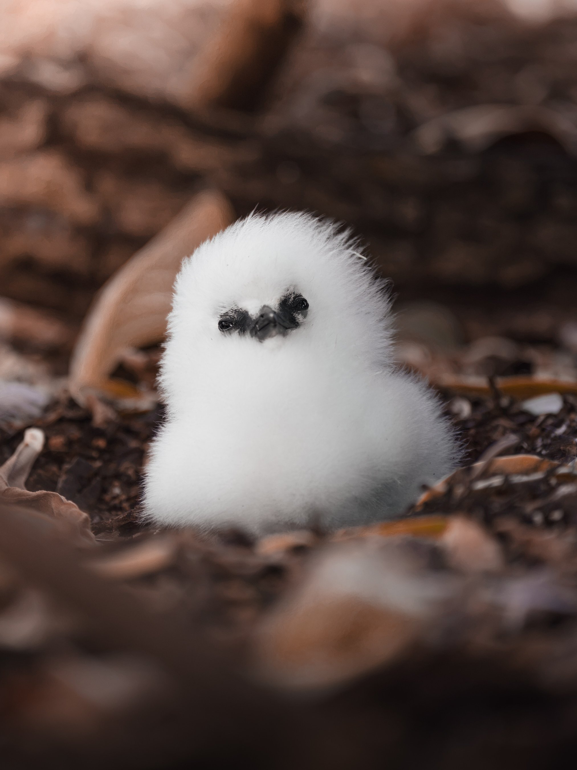 Close-up of a fluffy white baby bird with black beak and eyes, surrounded by blurred brown leaves or wood debris.