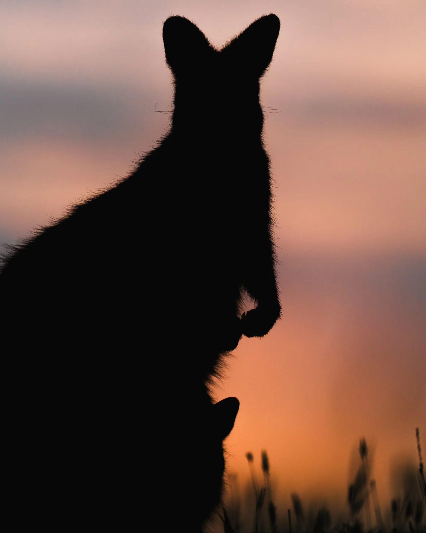Silhouette of a cat sitting outdoors during sunset with a pink and orange sky and blurred plants in the background.