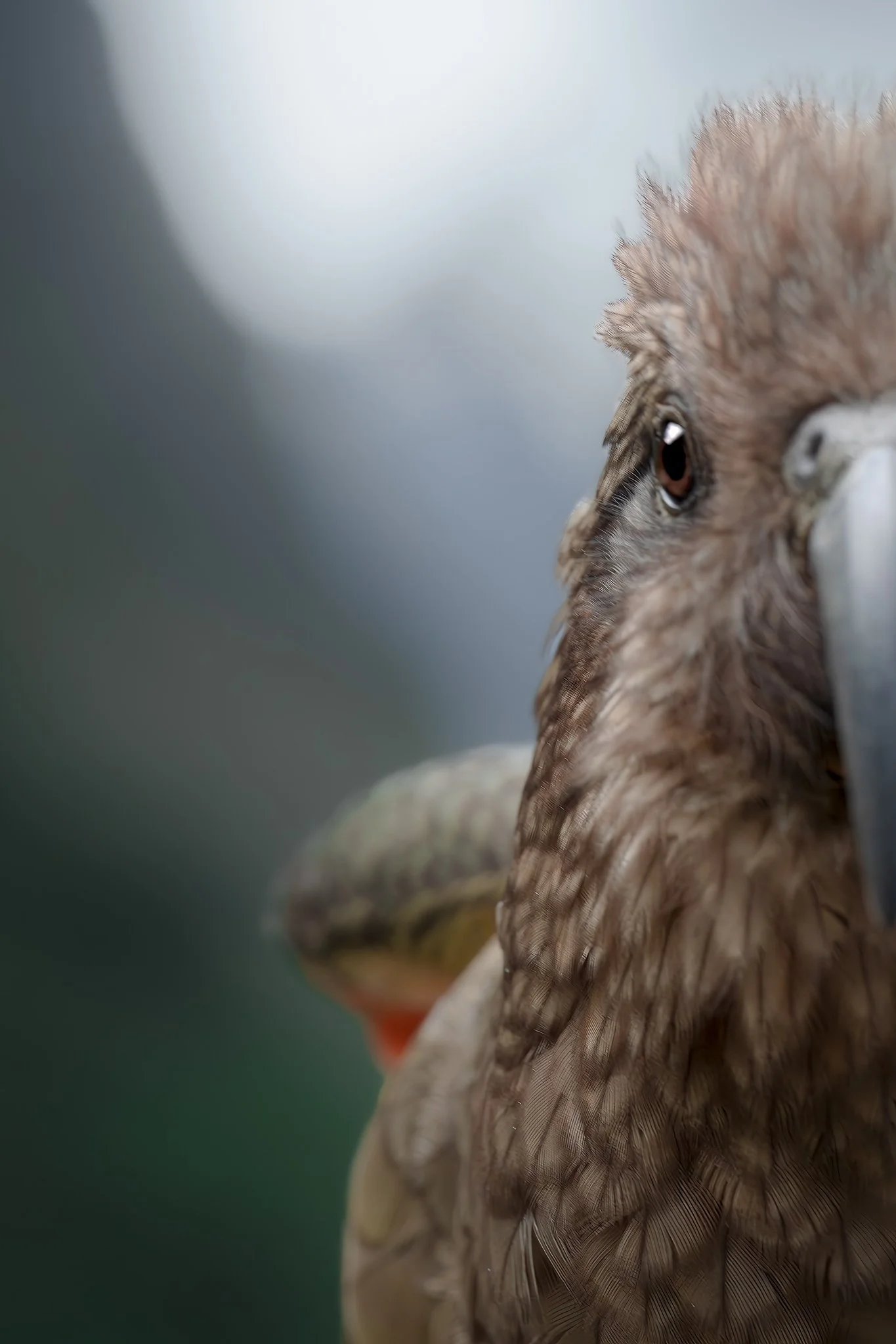 Close-up of a hawk's face showing sharp eye and detailed feathers.