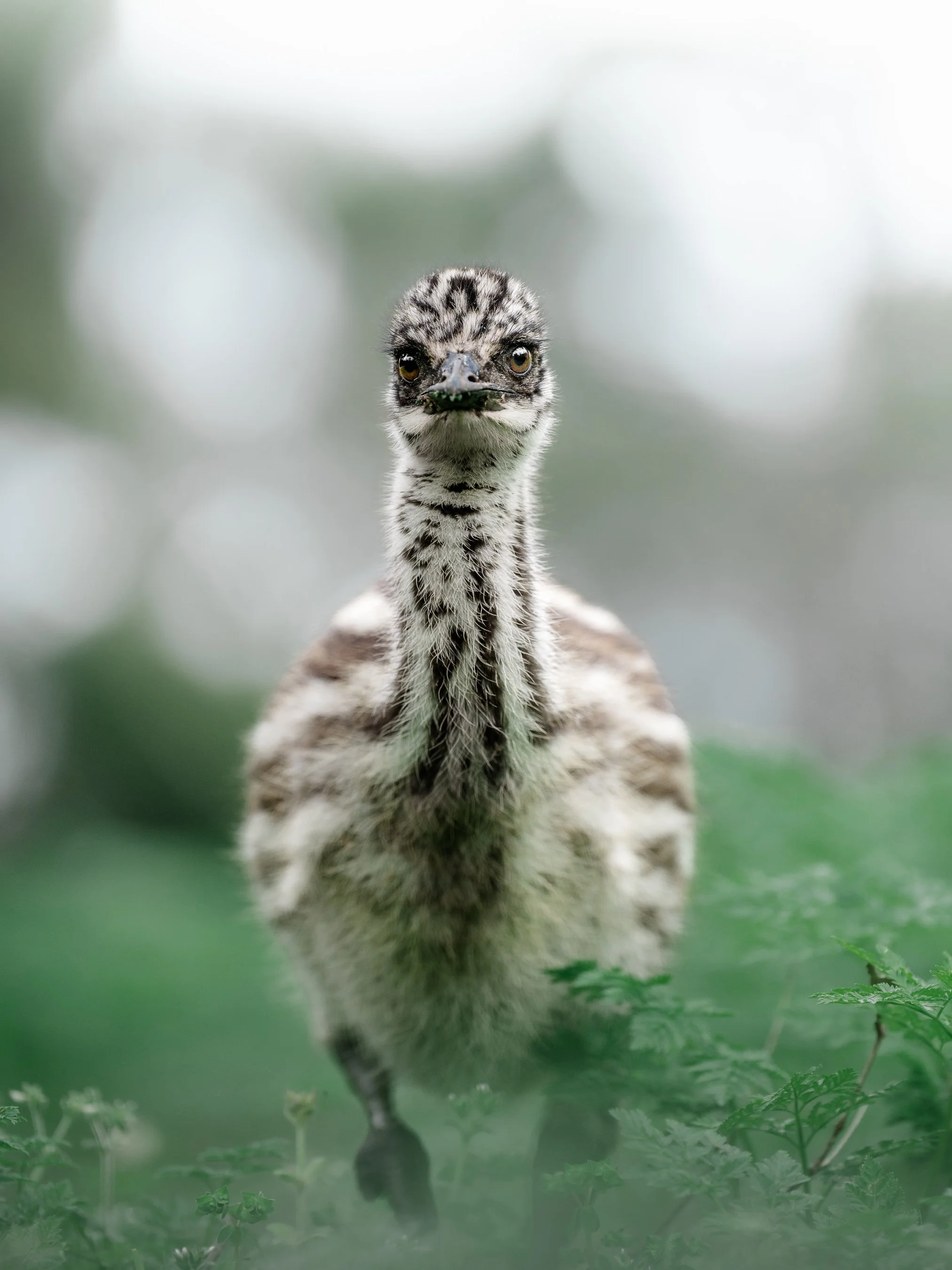A close-up of a baby ostrich standing in green foliage with a blurred background.