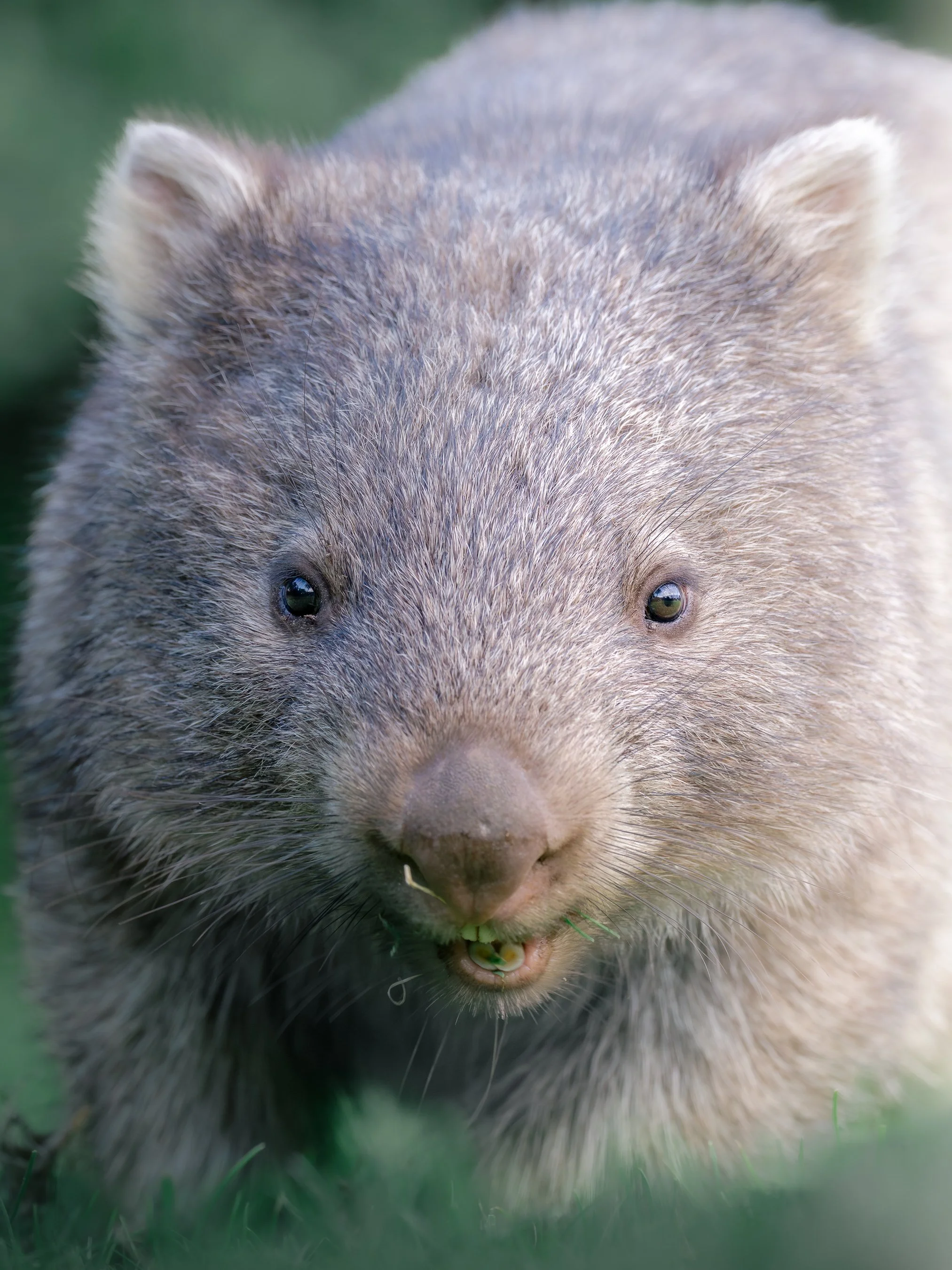 Close-up of a playful otter with wet fur, showing teeth and a bit of greenery in its mouth.