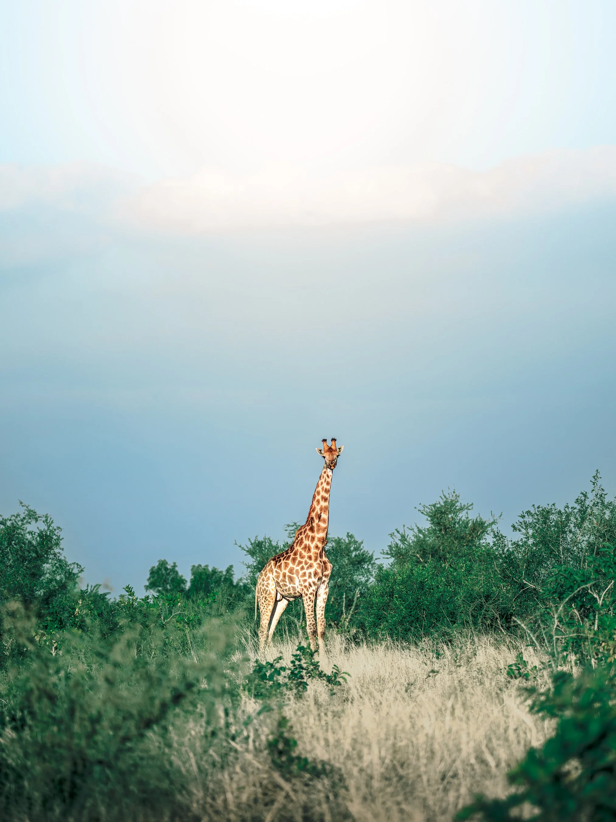 A tall giraffe standing in a grassy area with trees, under a cloudy sky.