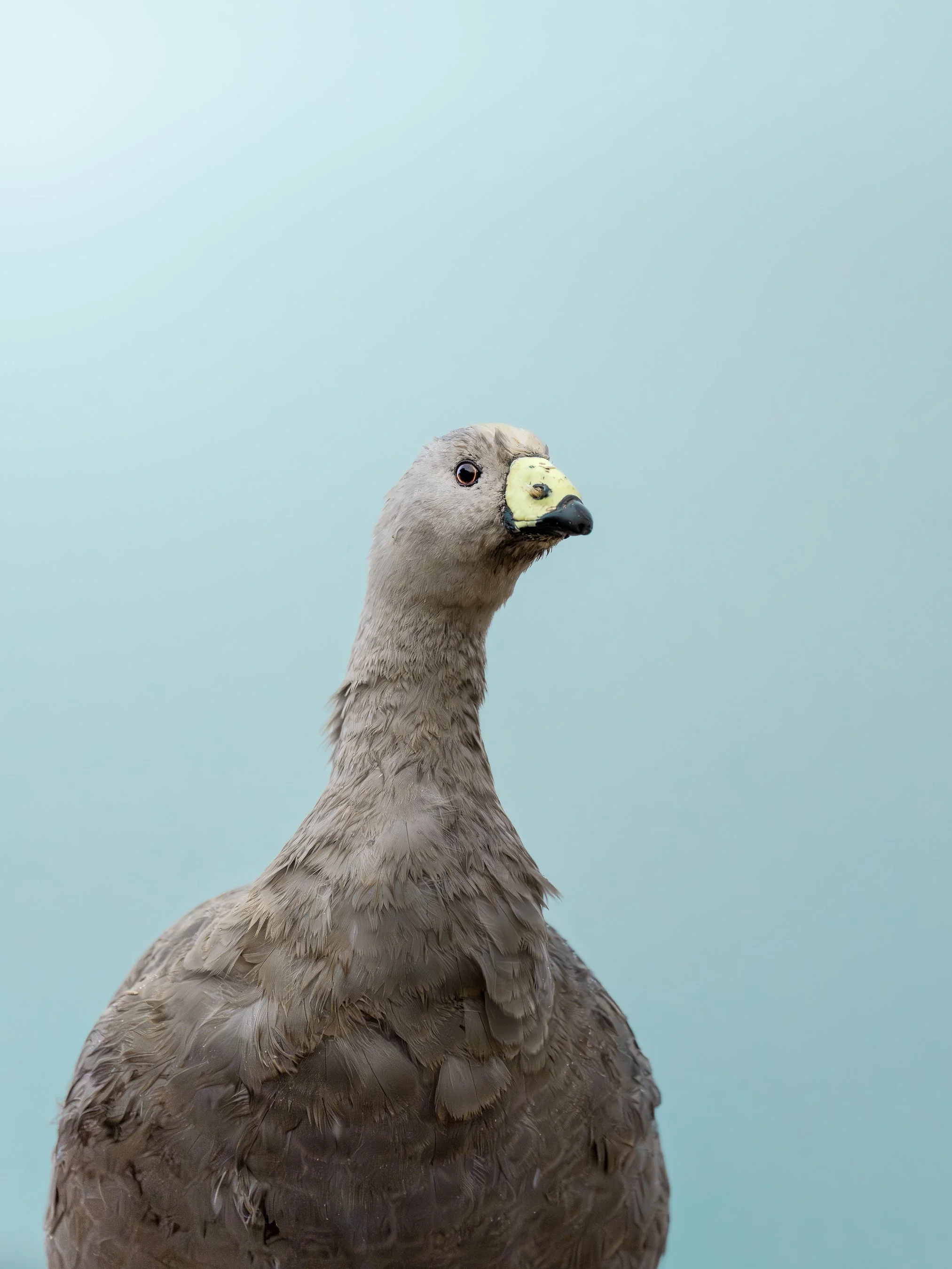 Close-up of a bird's head, likely a goose, with a yellow and black beak against a pale blue background.