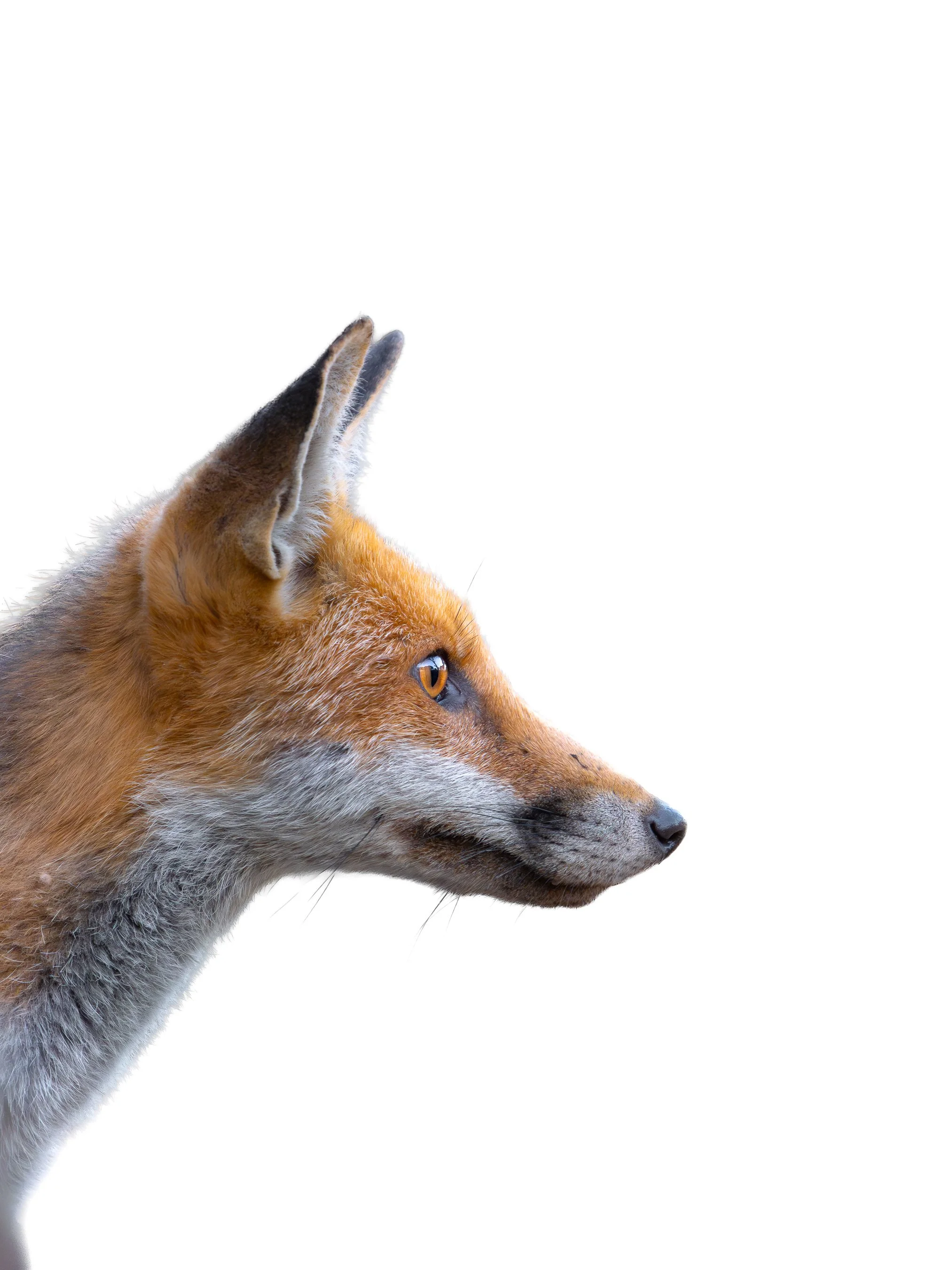 Close-up side profile of a fox with orange and gray fur, gazing to the right, set against a plain white background.