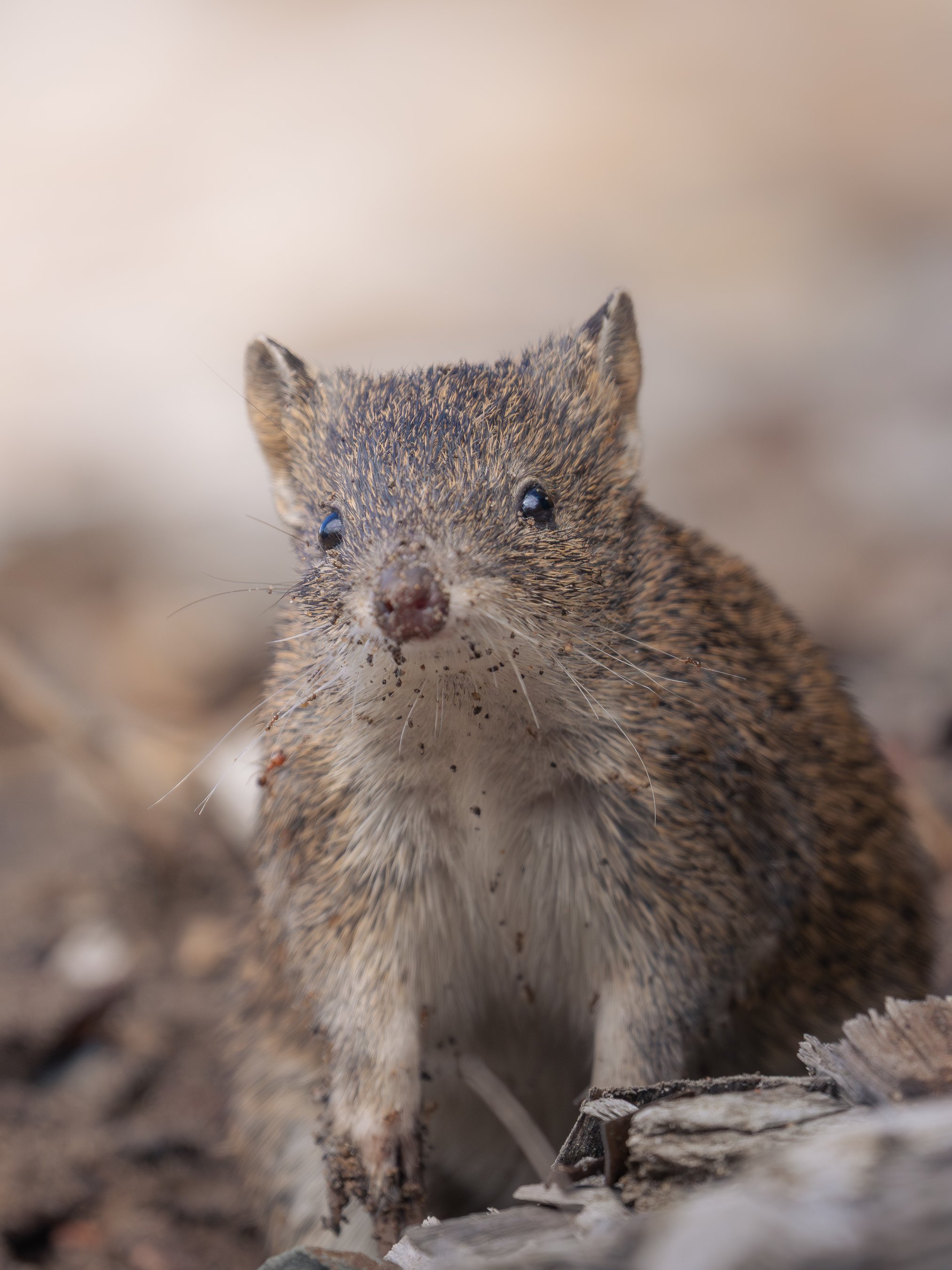 Close-up of a small rodent, possibly a field mouse or vole, peeking out from a hole in the ground surrounded by dirt, small rocks, and dried leaves.