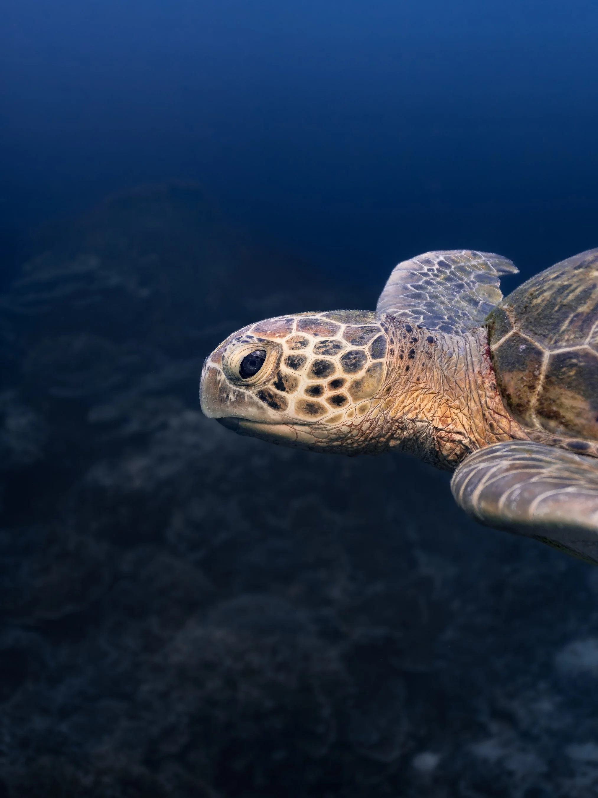 Close-up of a baby sea turtle swimming in dark water.