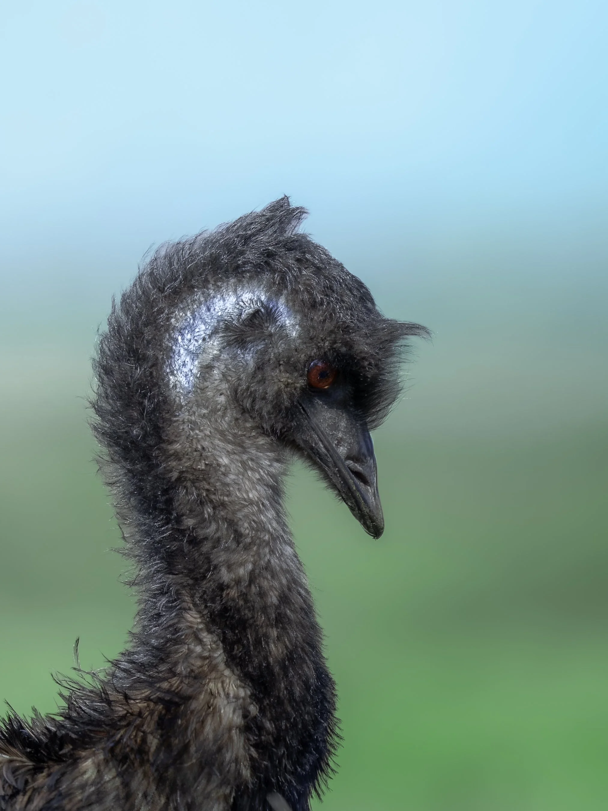 Close-up of a young ostrich or large bird's head and neck against a blurred green and blue background.