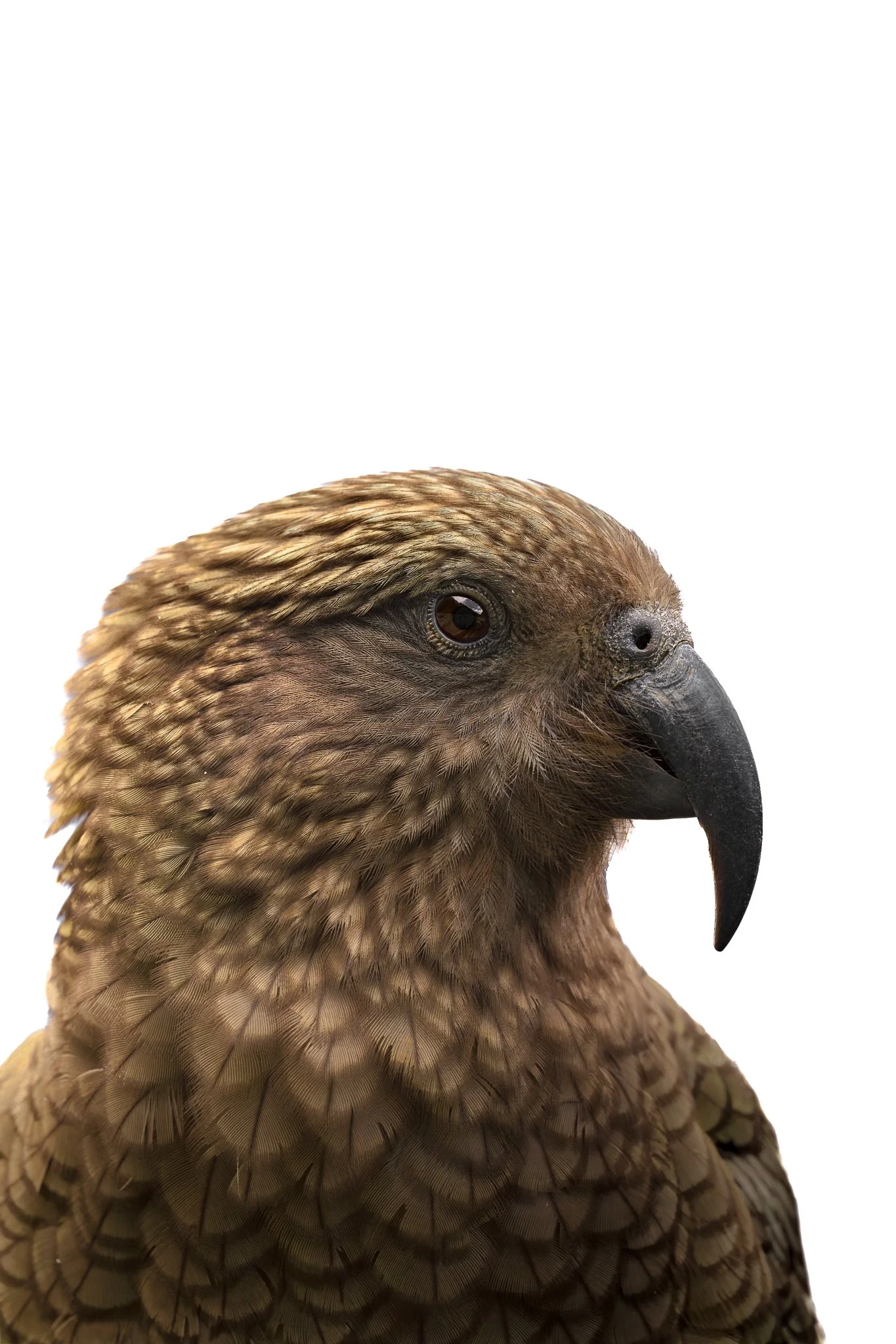 Close-up of a bird's head and upper body, with detailed brown and gold feathers and a black beak, set against a plain white background.