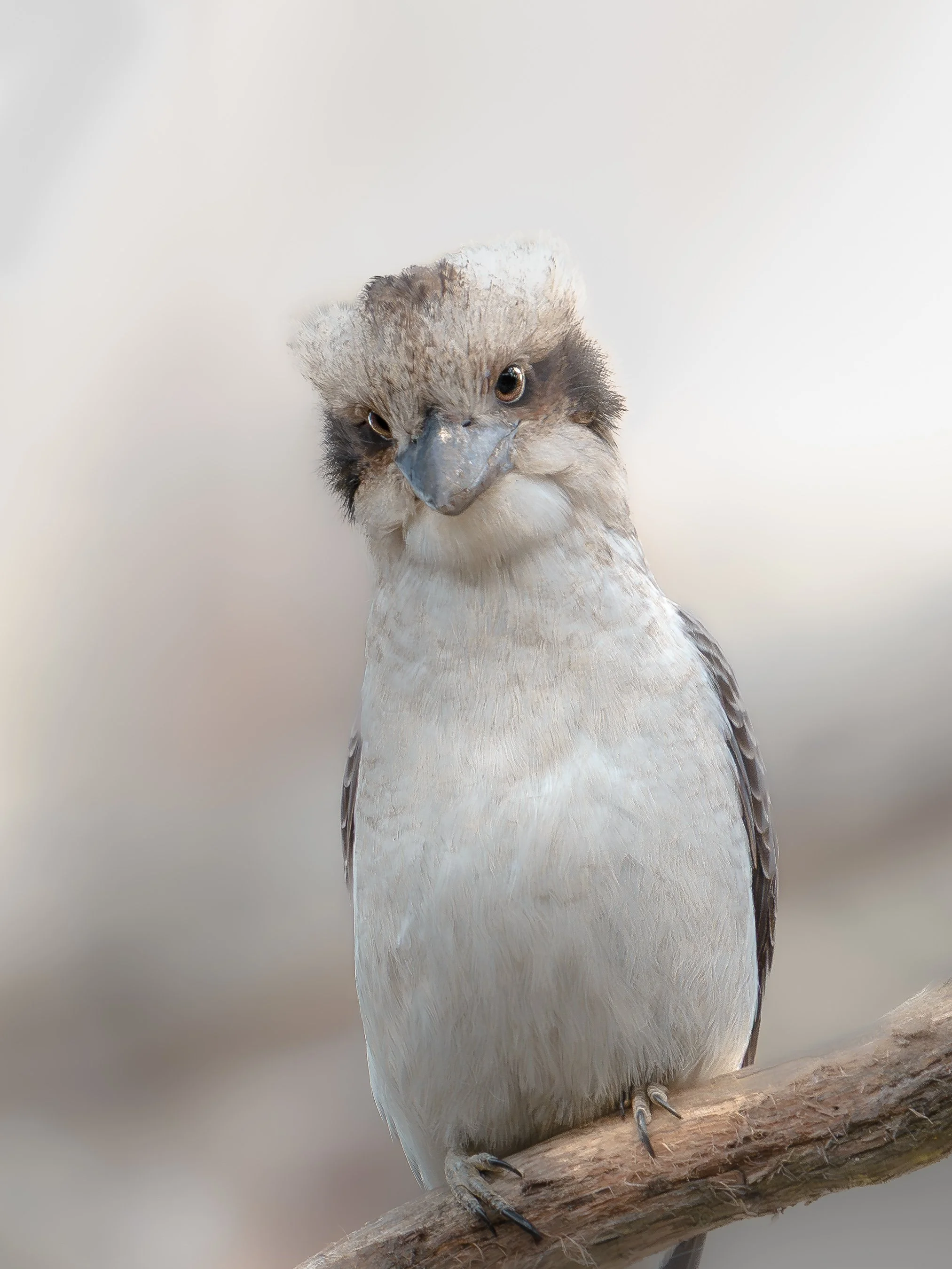 Close-up of an bird perched on a branch, with a light-colored background.