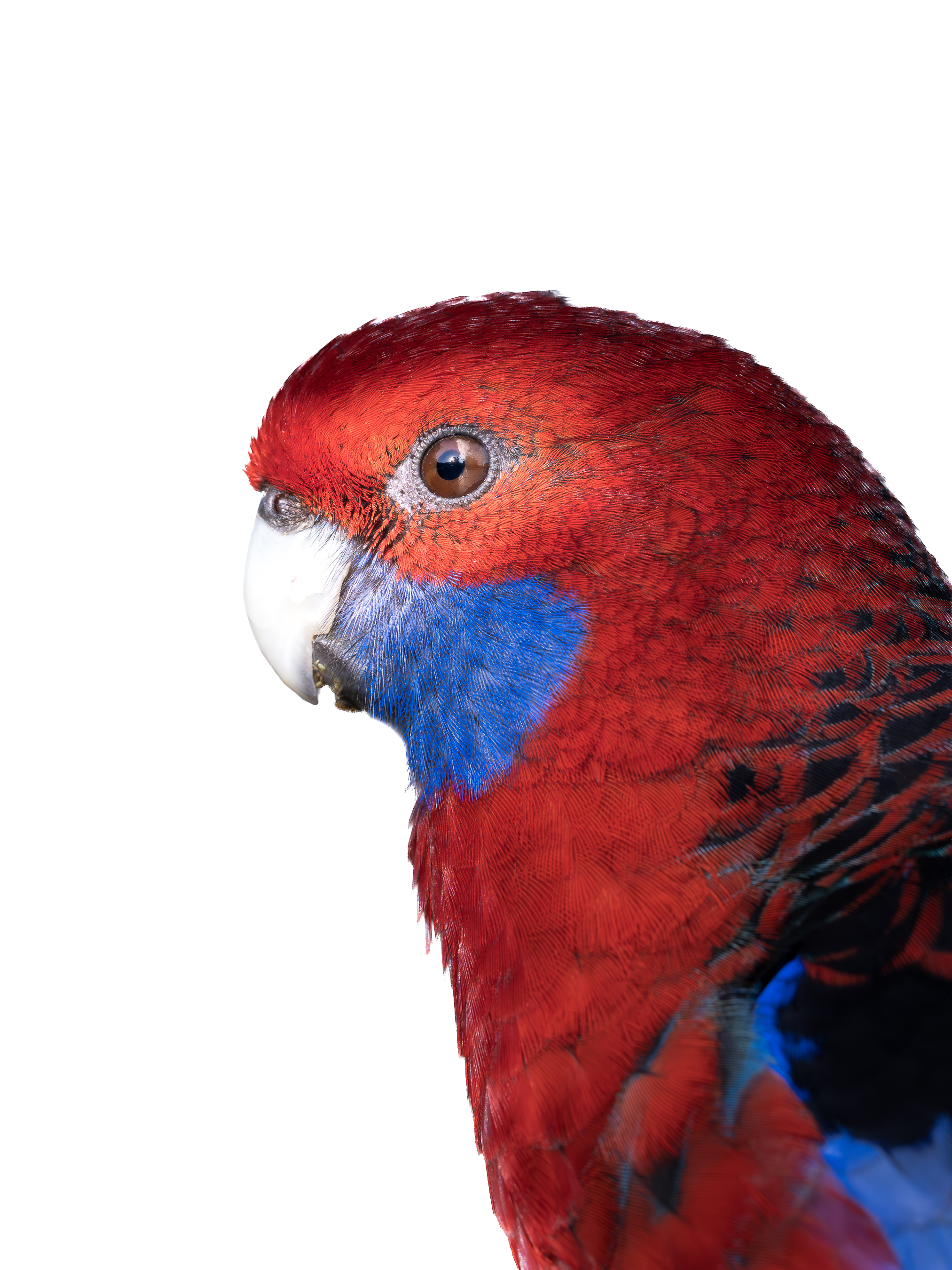 Close-up of a colorful bird, showing red, blue, and black feathers, with a white beak and dark eyes, against a black background.