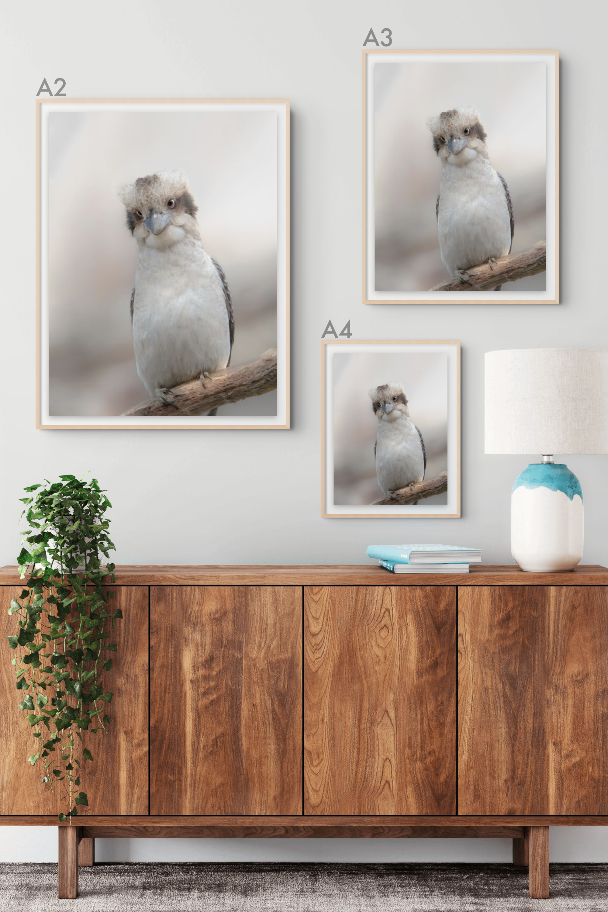 Curious Kookaburra.png