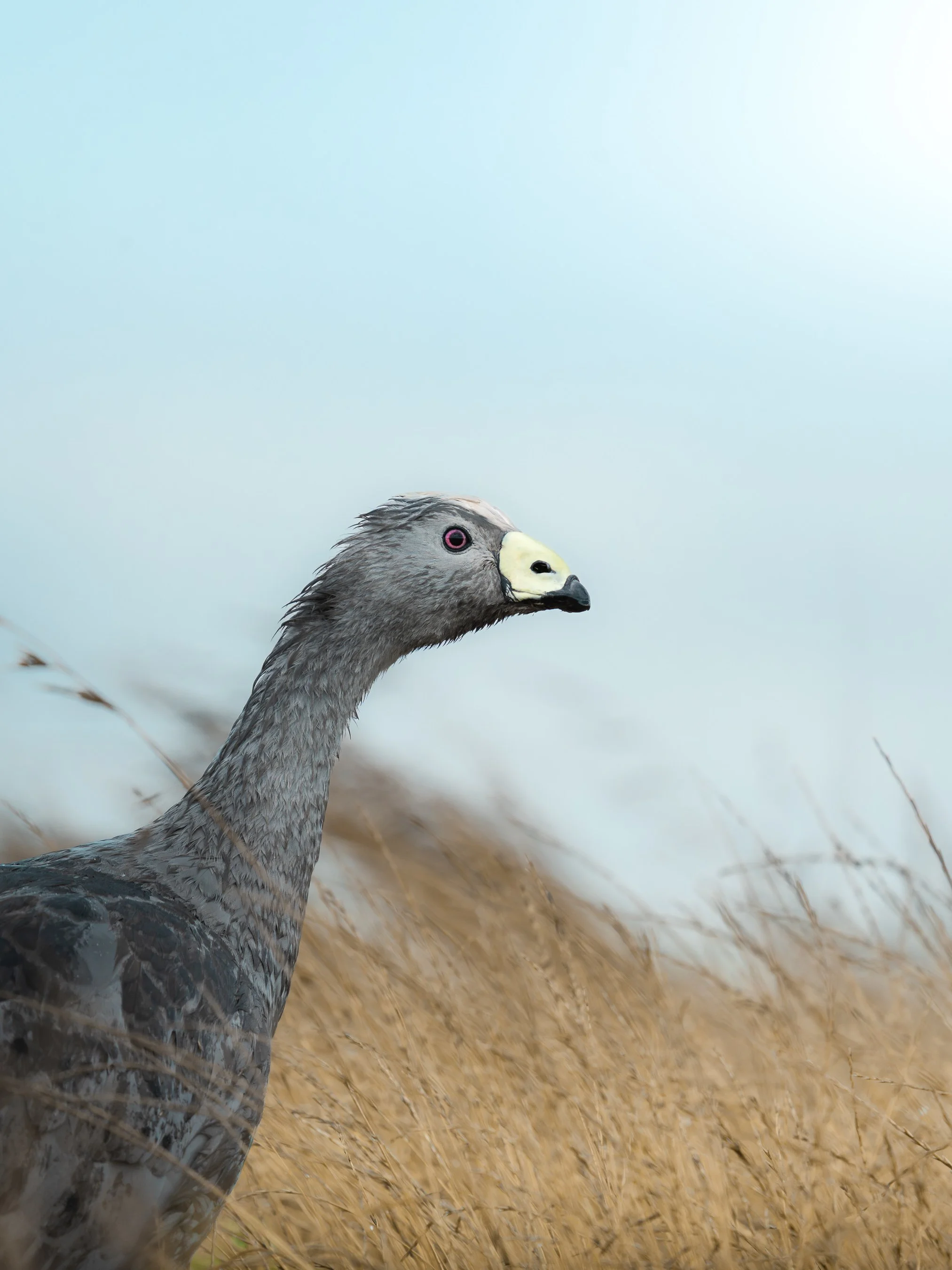 A close-up of a bird with a gray body, pink eyes, a yellowish beak, standing in dry grass against a light blue sky.
