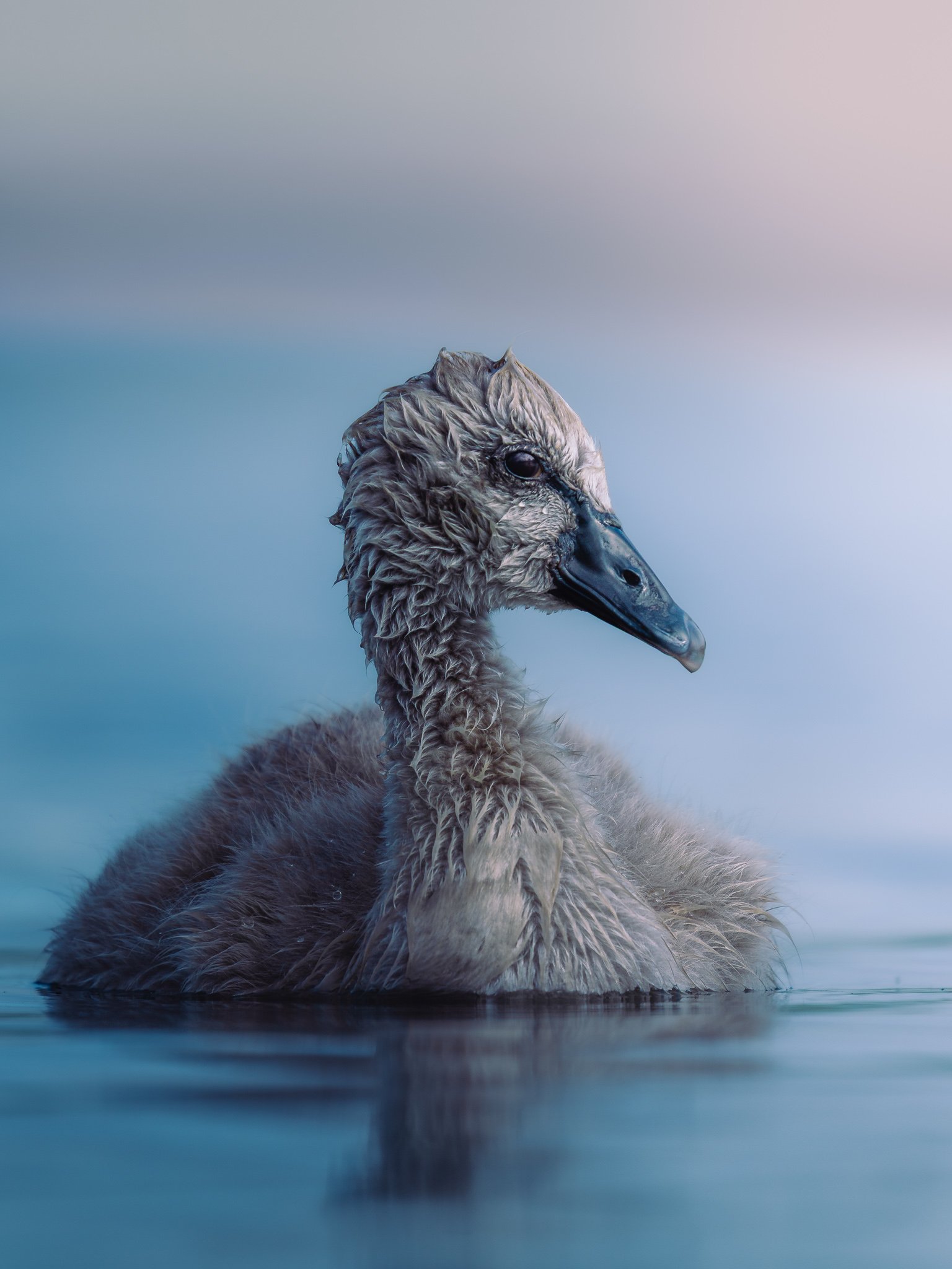 A close-up of a young swan, known as a cygnet, swimming on a calm body of water with soft, blurred blue and pink sky in the background.